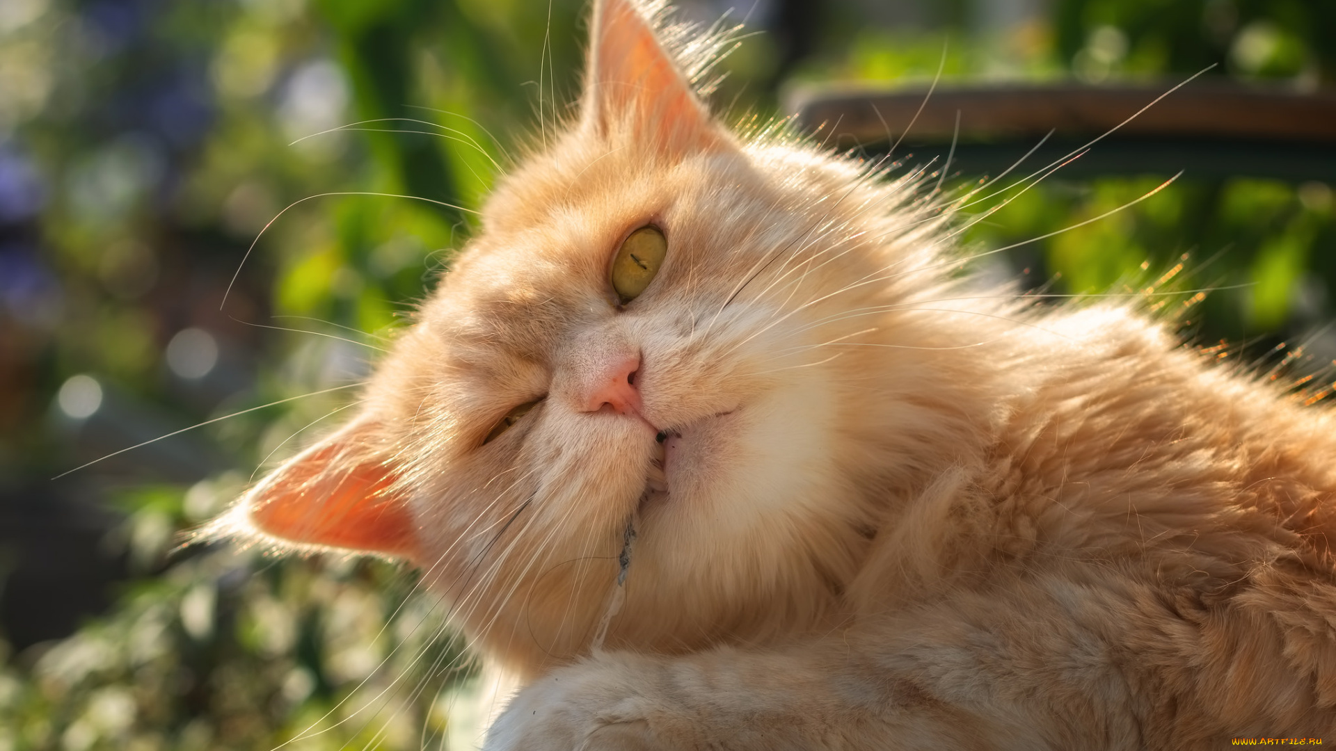 животные, коты, кот