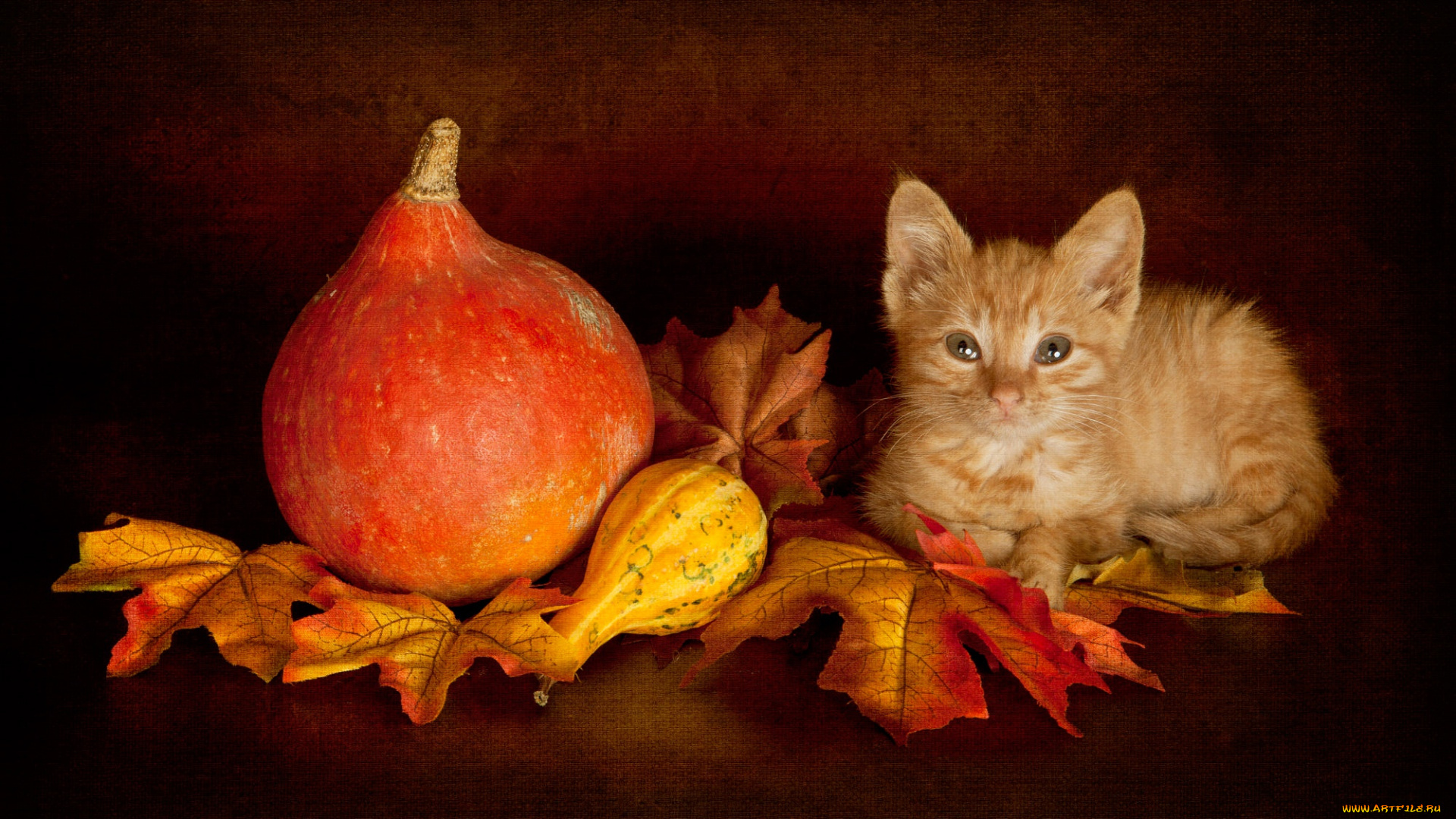 животные, коты, осенний, котёнок, натюрморт, лежит, тыква, тыквы, урожай, котенок, мордочка, темный, фон, поза, осень, малыш, рыжий, листья, взгляд, кошка