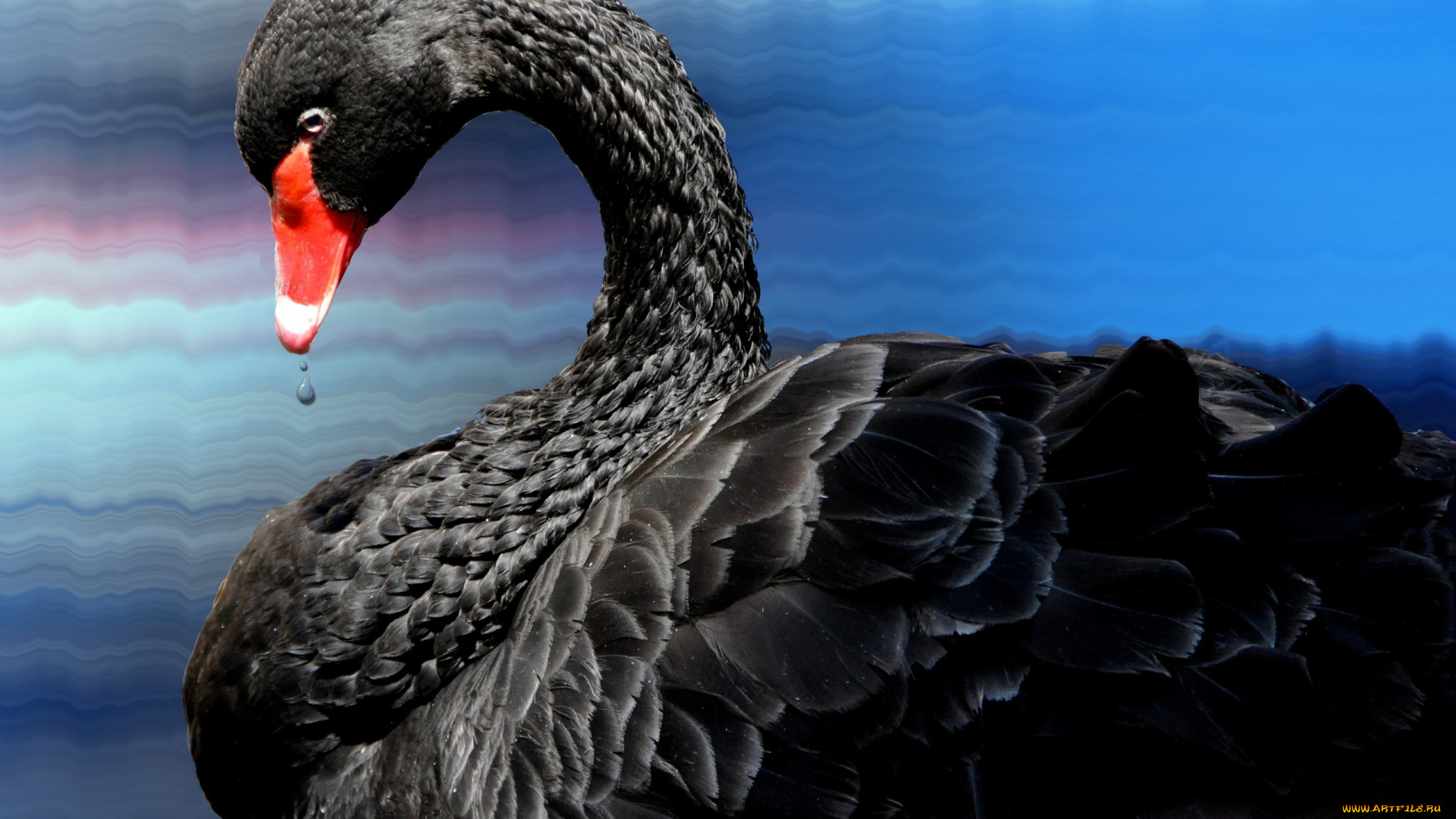 животные, лебеди, капли, лебедь, черный