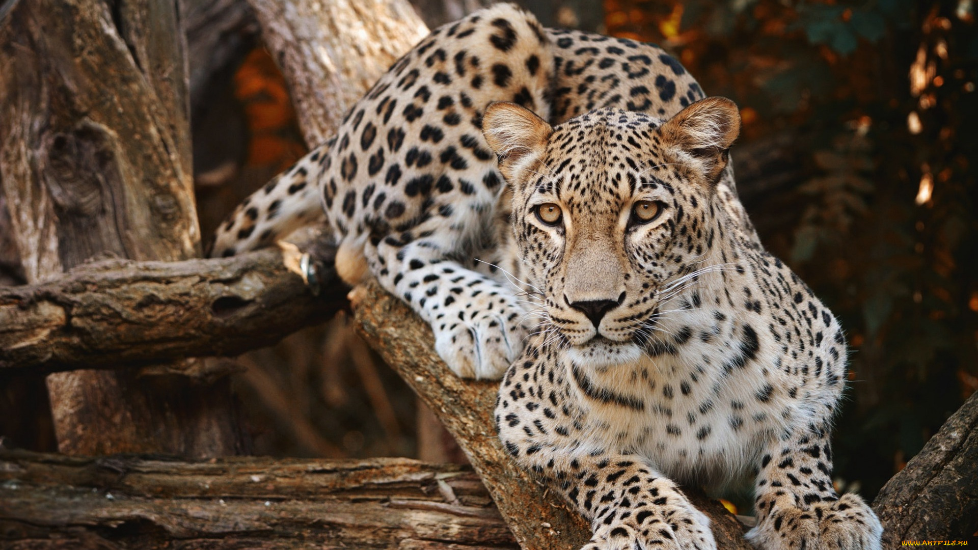 животные, леопарды, хищник, леопард, дерево, дикая, природа, кошка, опасный, зверь