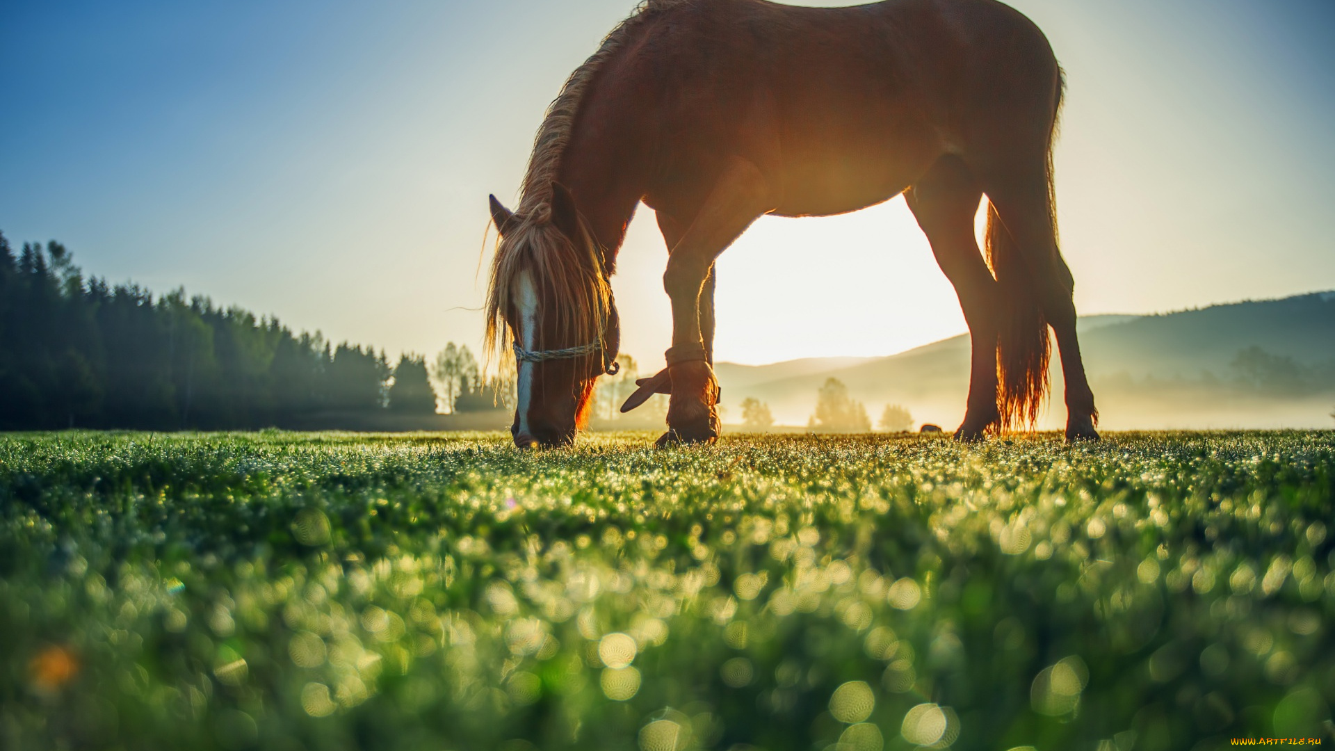 животные, лошади, деревья, рассвет, поляна, конь