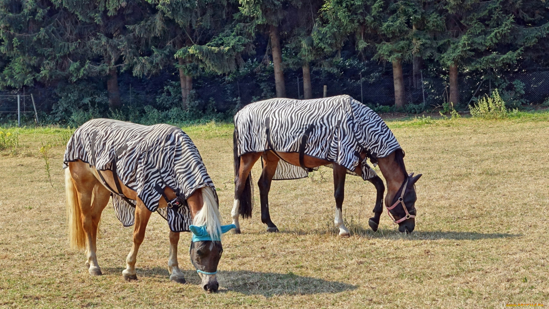 животные, лошади, лес, попоны, поляна