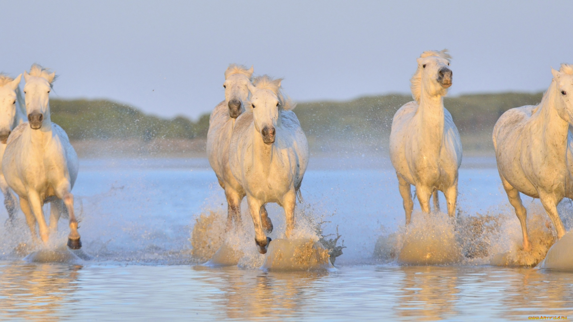 животные, лошади, вода, брызги, белые