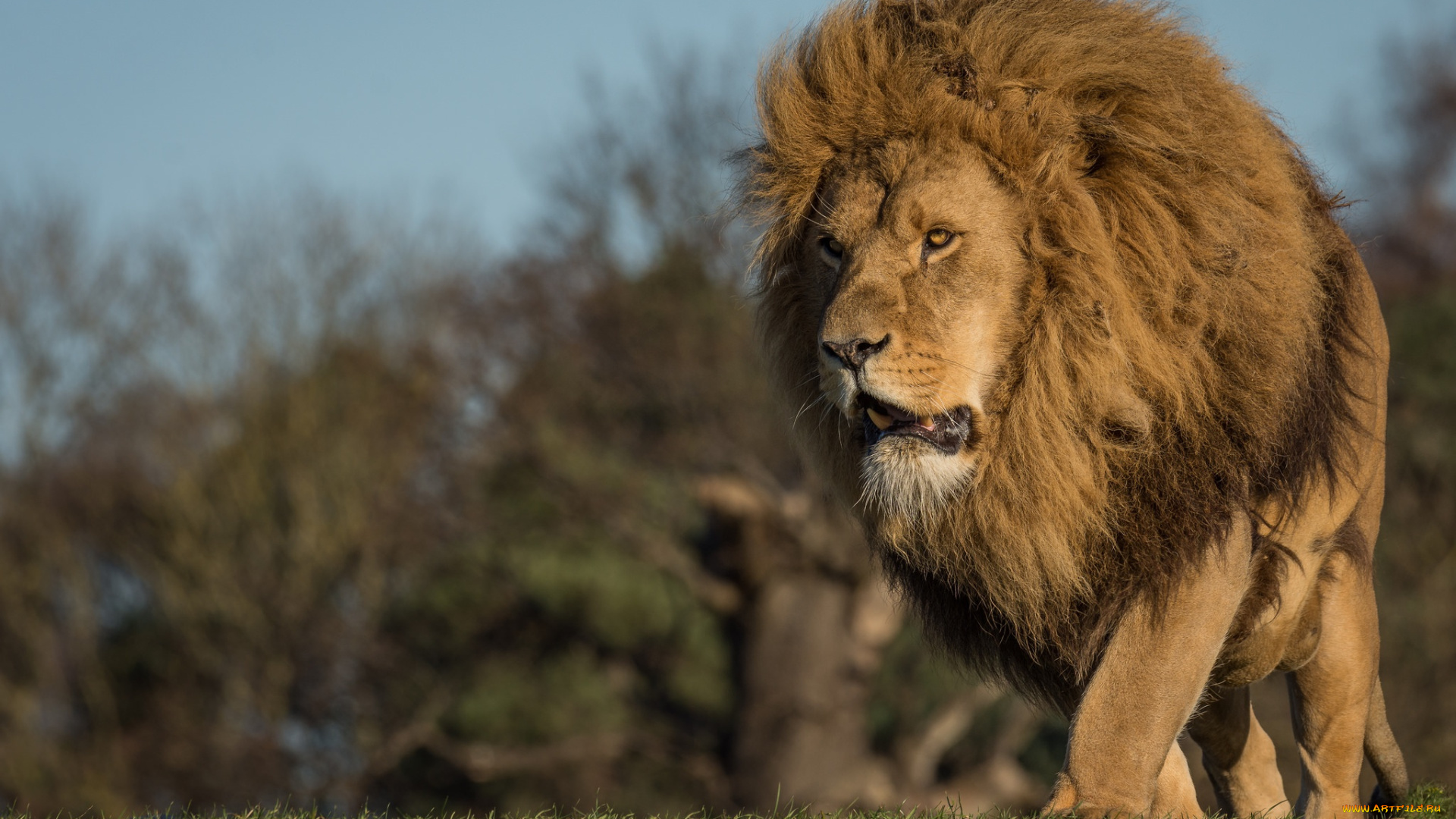 животные, львы, грива, животное, природа, взгляд, лев, кошка, травка