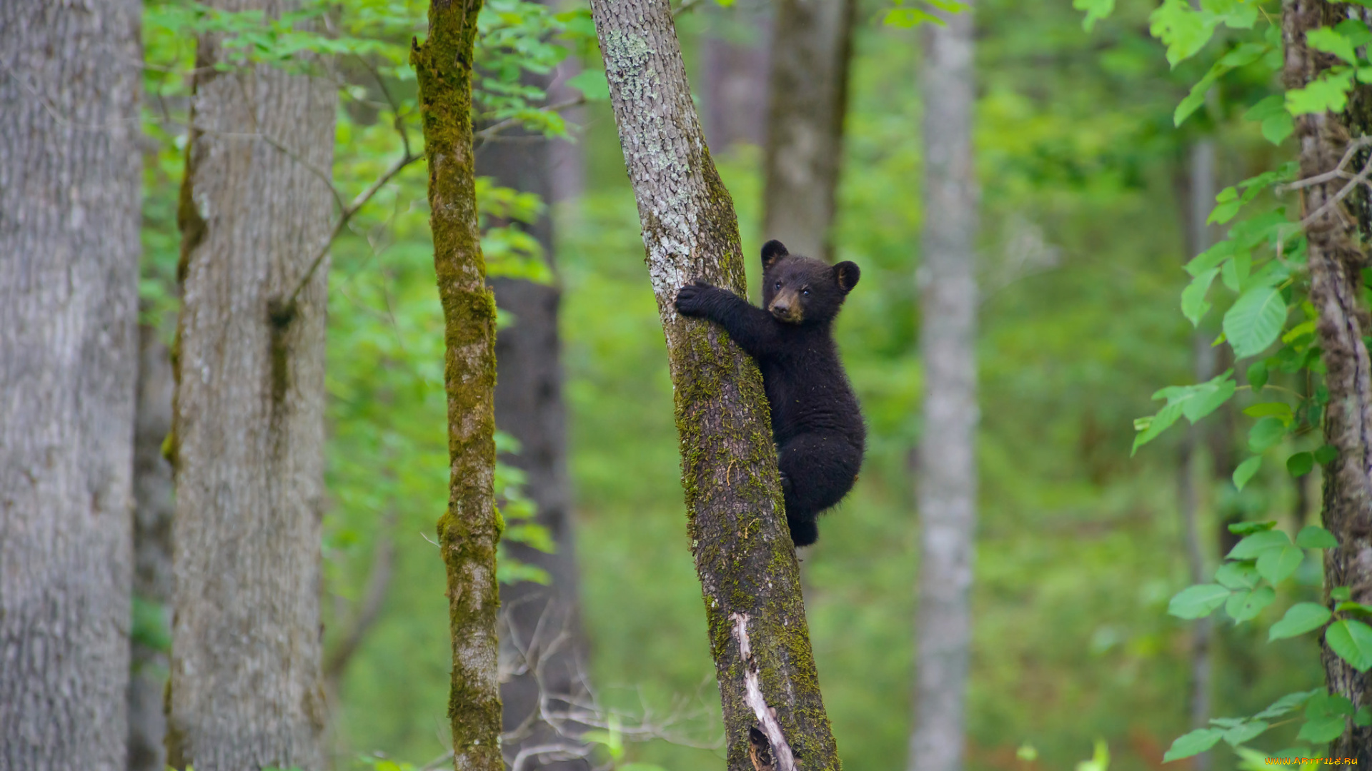 животные, медведи, медвежонок, на, дереве, лес, деревья, барибал