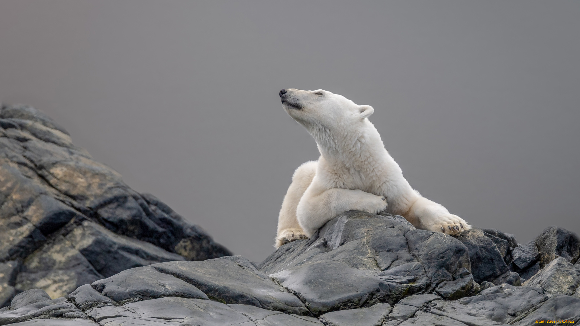животные, медведи, взгляд, морда, поза, камни, серый, фон, медведь, лежит, белый