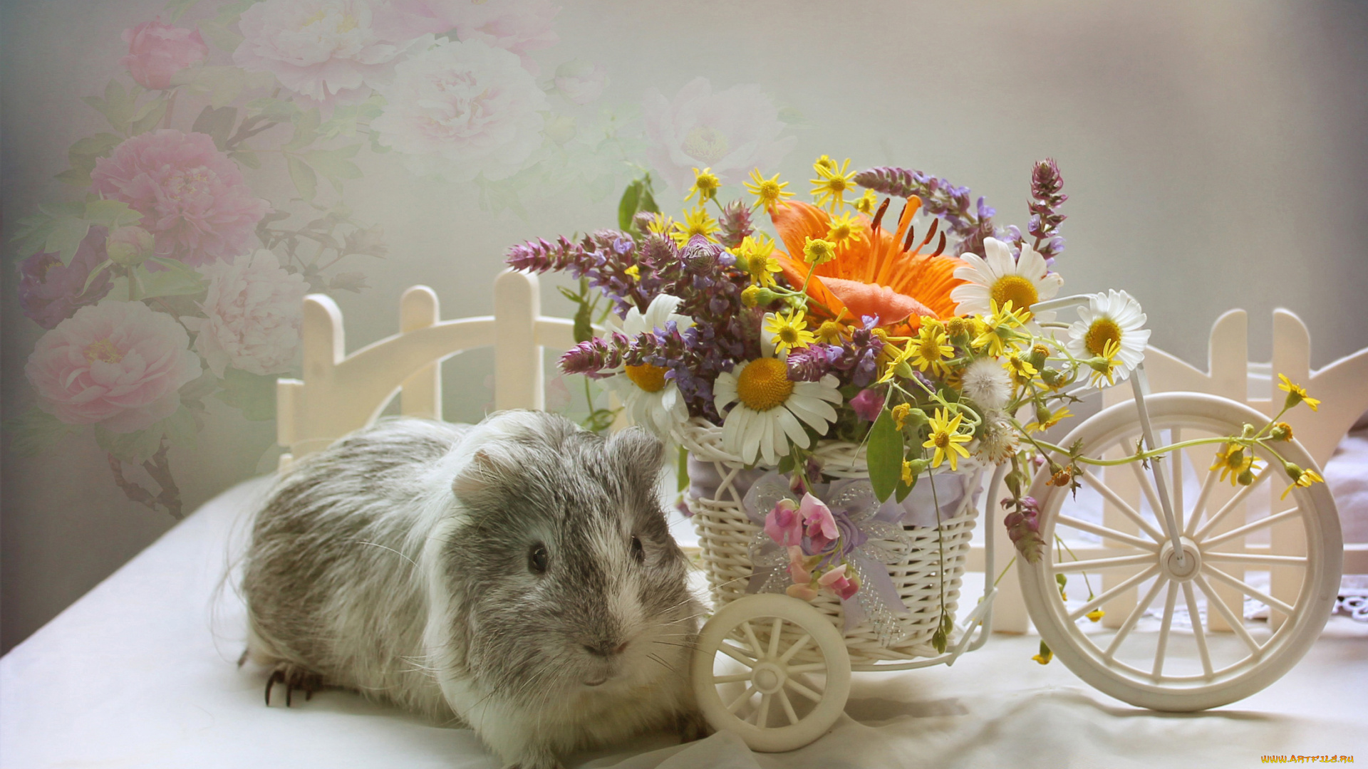 животные, морские, свинки, , хомяки, цветы, стол, морская, свинка