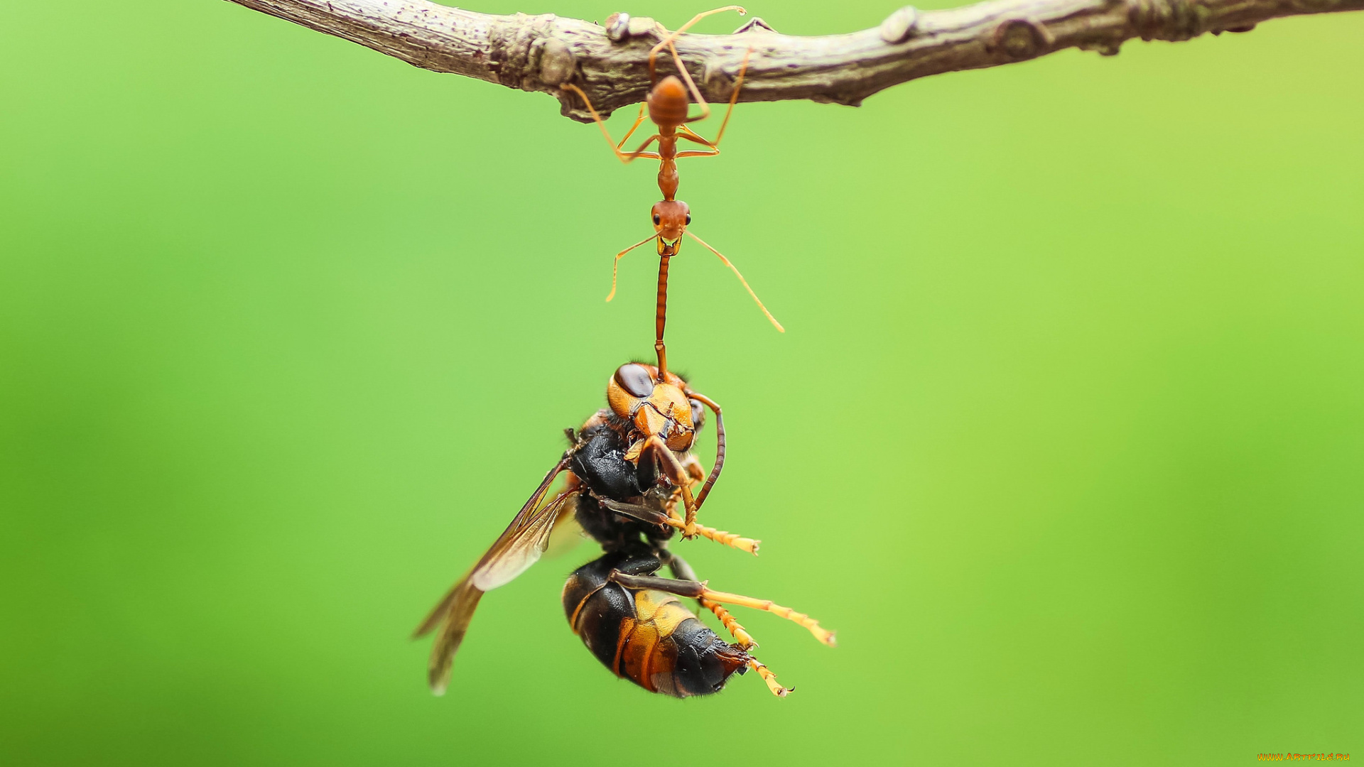 животные, насекомые, фон, макро