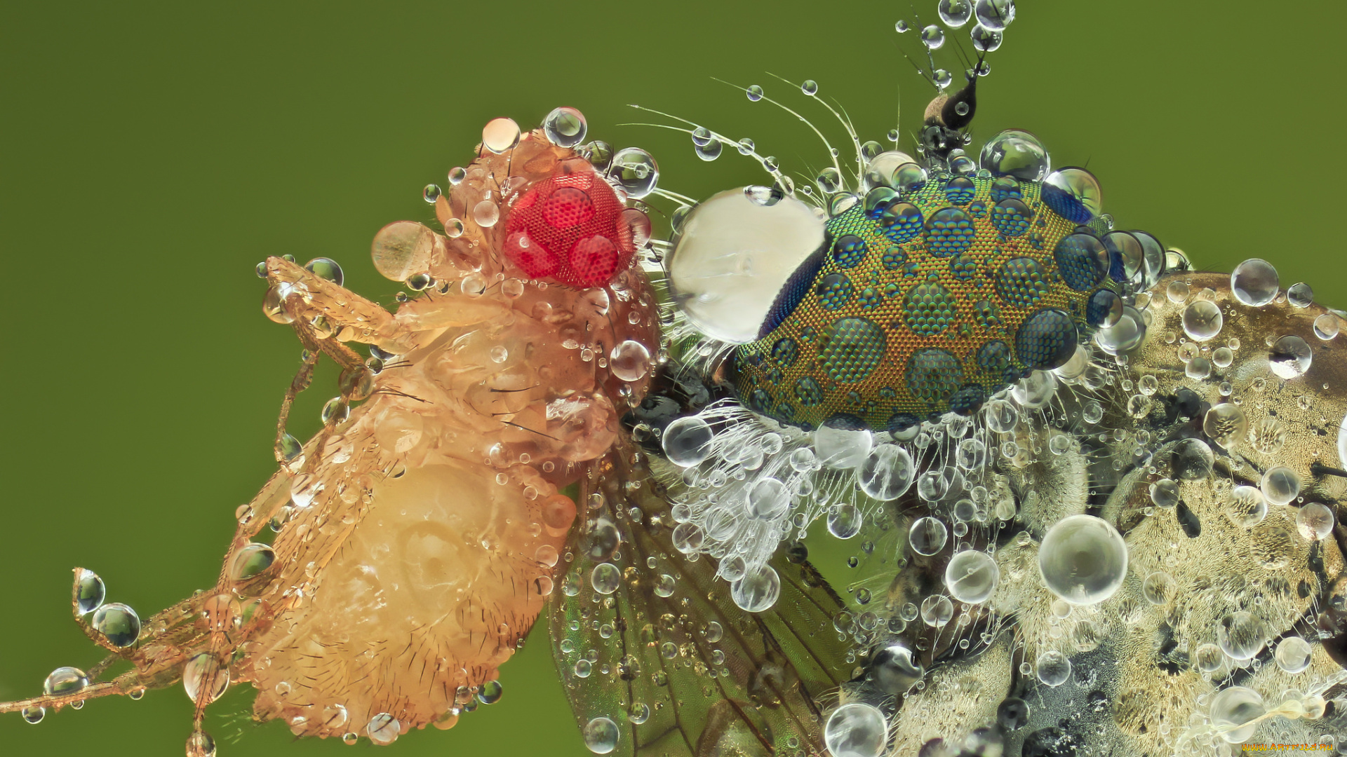 животные, насекомые, макро, насекомое, фон