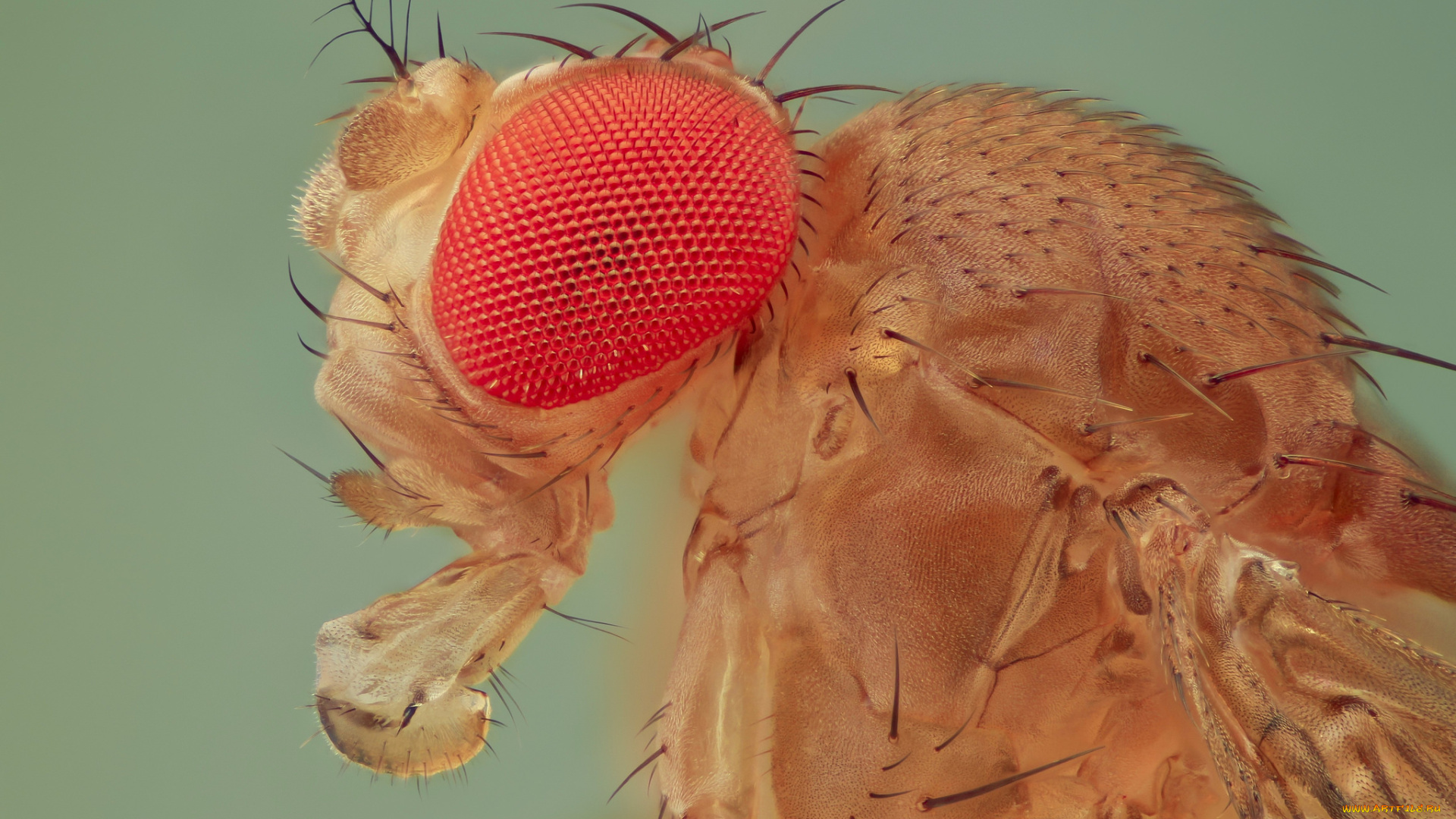 животные, насекомые, насекомое, фон, макро