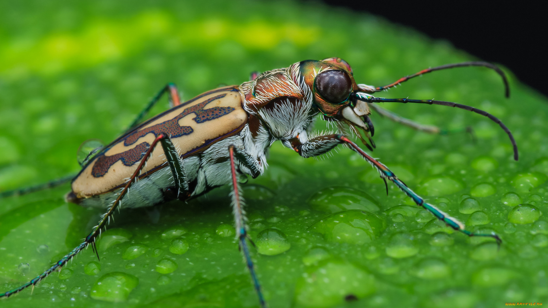 животные, насекомые, насекомое, макро, фон