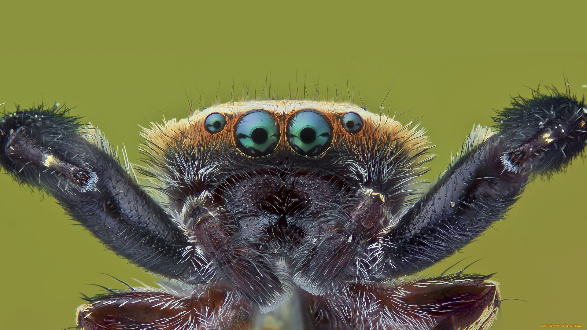 животные, пауки, насекомое, фон, макро