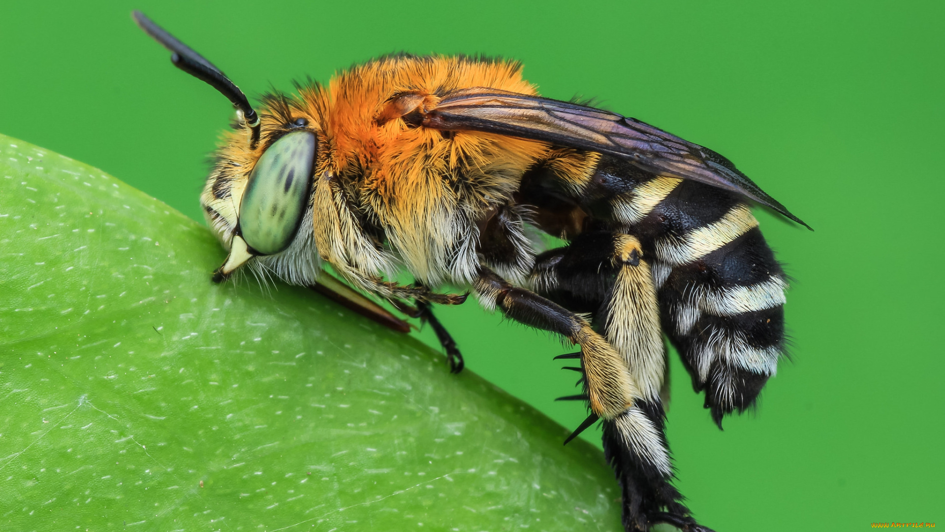 животные, пчелы, , осы, , шмели, фон, насекомое, макро