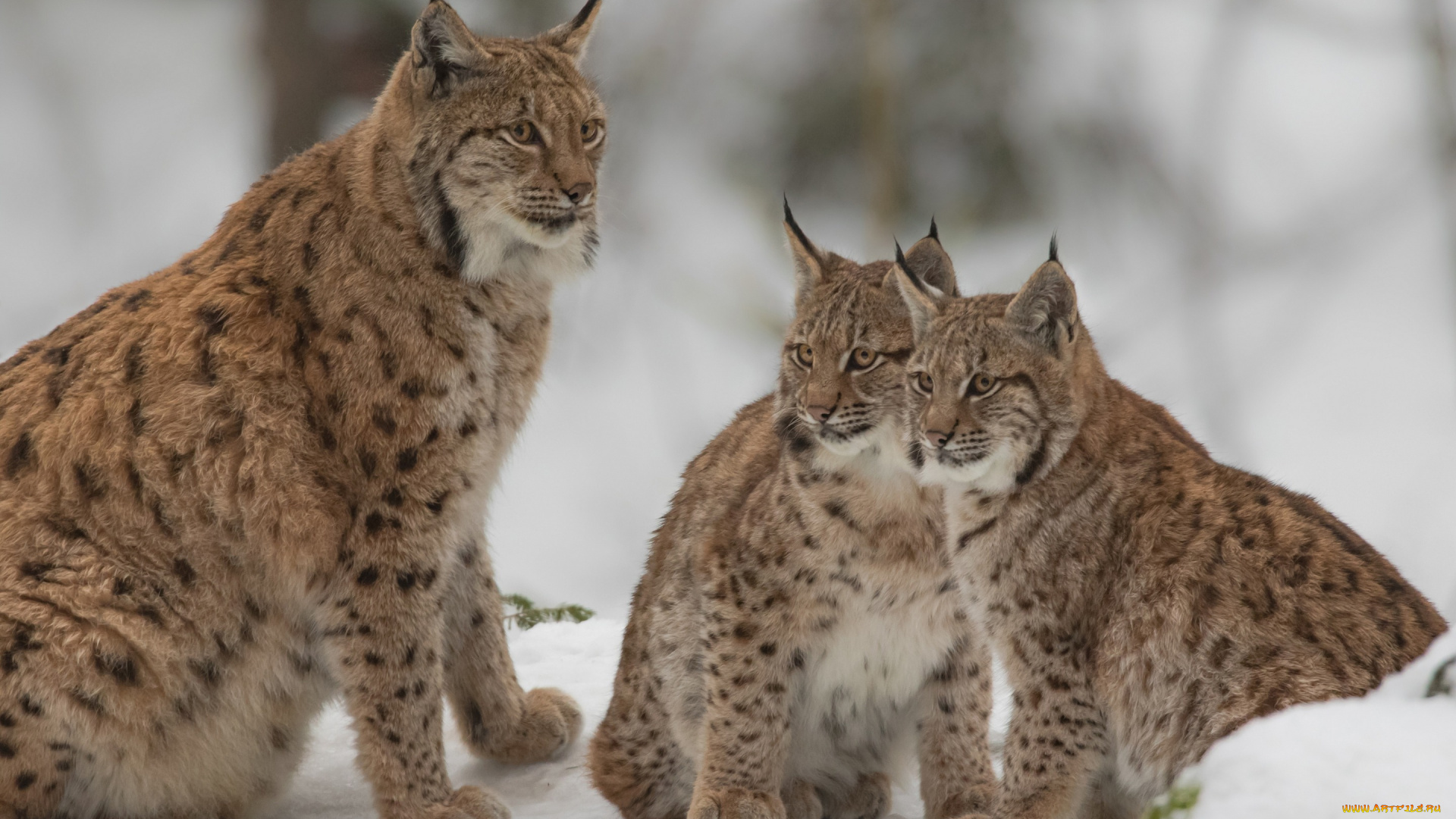 животные, рыси, рысята, детёныши, снег, котята, дикие, кошки, рысь
