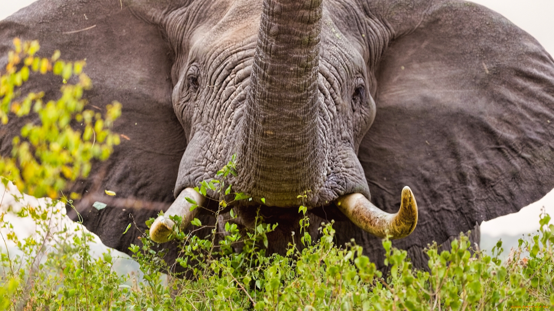 животные, слоны, хобот, бивни, уши, слон