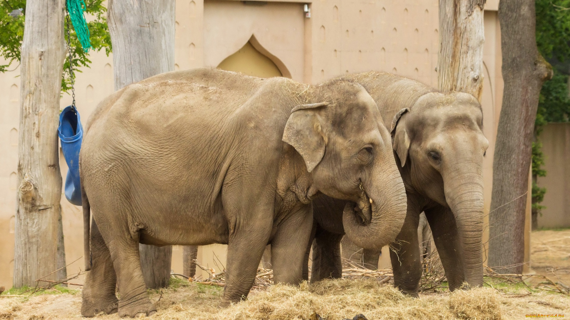 животные, слоны, сено, загон