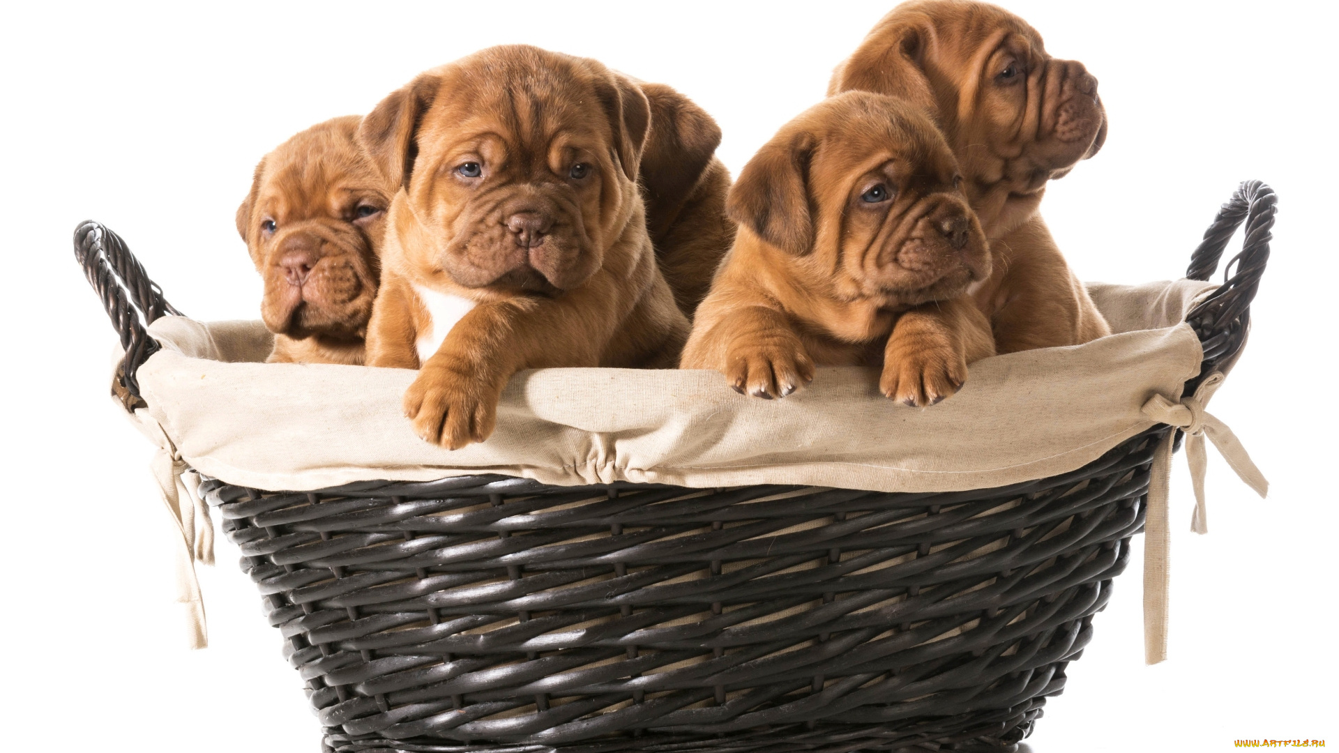 животные, собаки, корзина, бульдоги, щенки