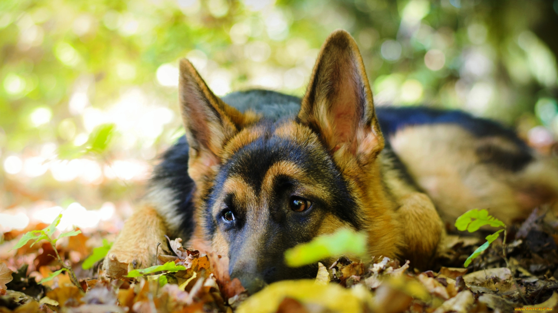 животные, собаки, листья, собака, овчарка, осень