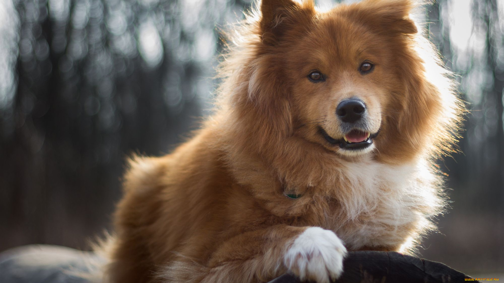 животные, собаки, щенок, мохнатый, боке, порода, собака, природа, бревно