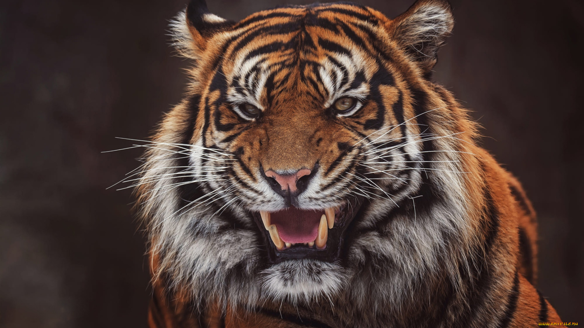 животные, тигры, тигр, оскал