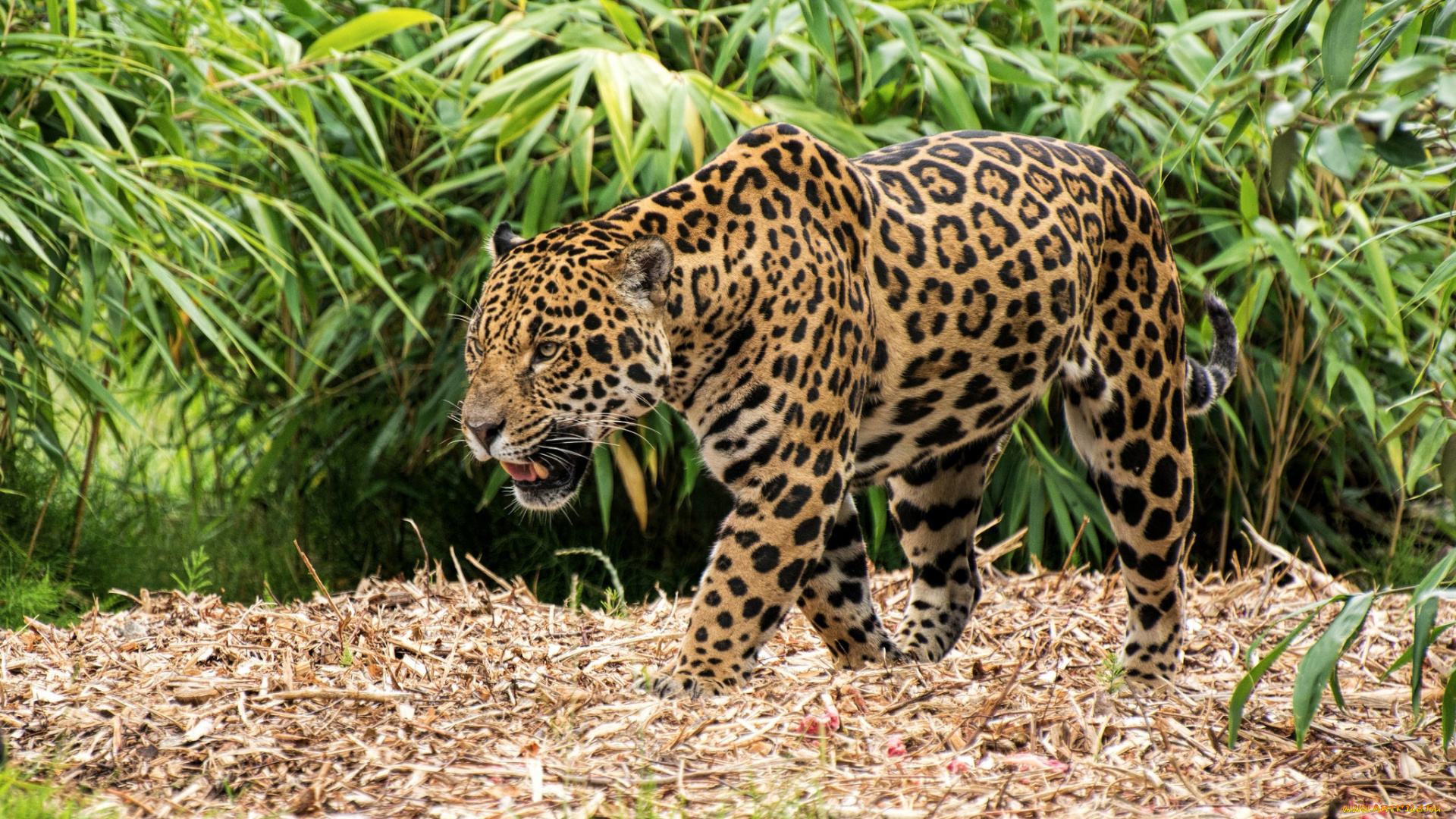 животные, Ягуары, ягуар, пятна, хищник