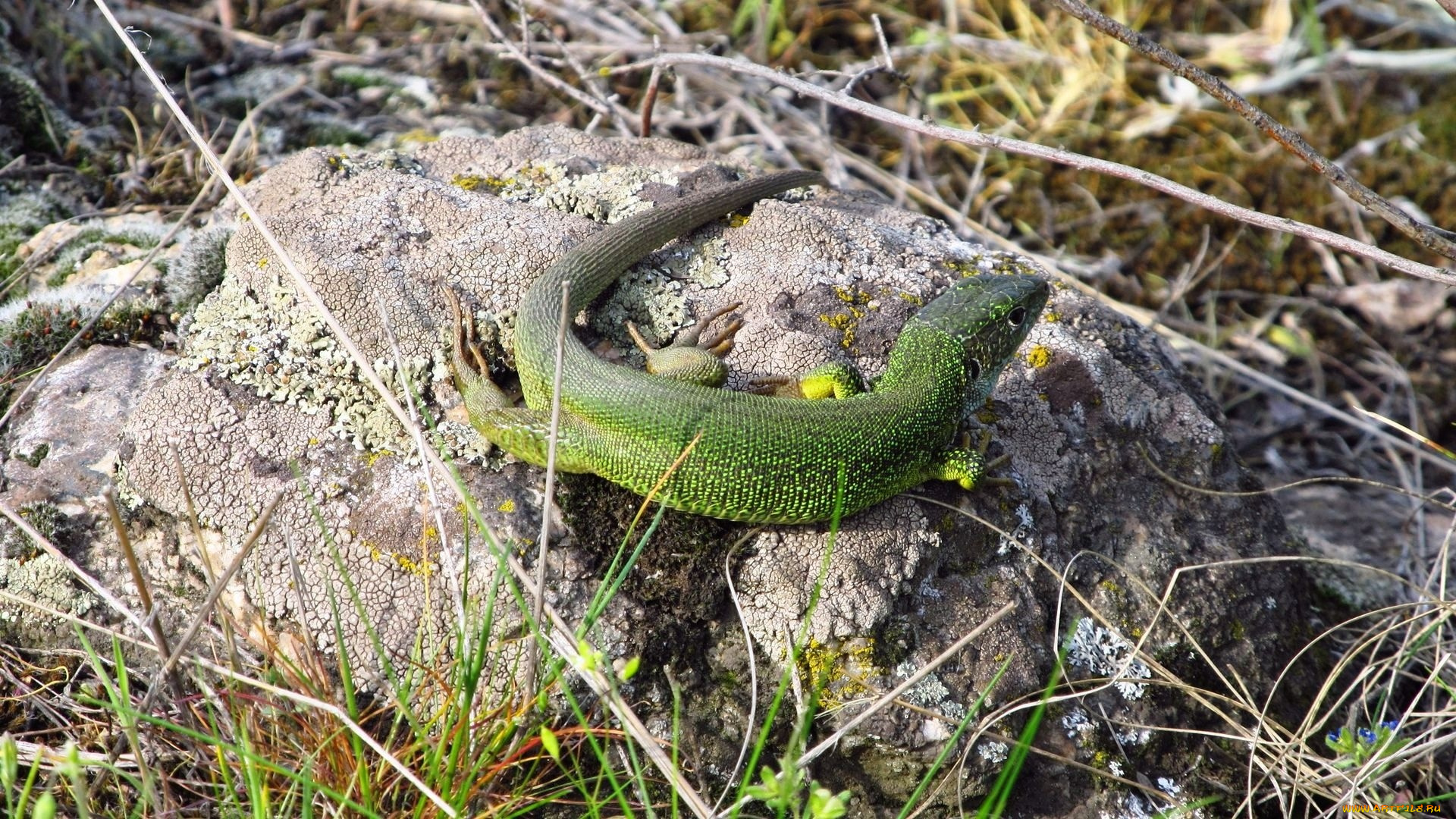 животные, Ящерицы, , игуаны, , вараны, трава, Ящерка