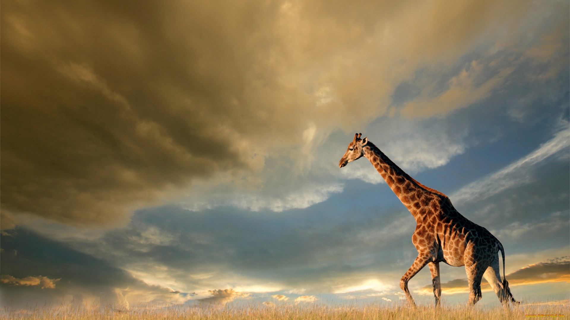 животные, жирафы, трава, небо, облака, тучи, солнце, природа, поле, жираф