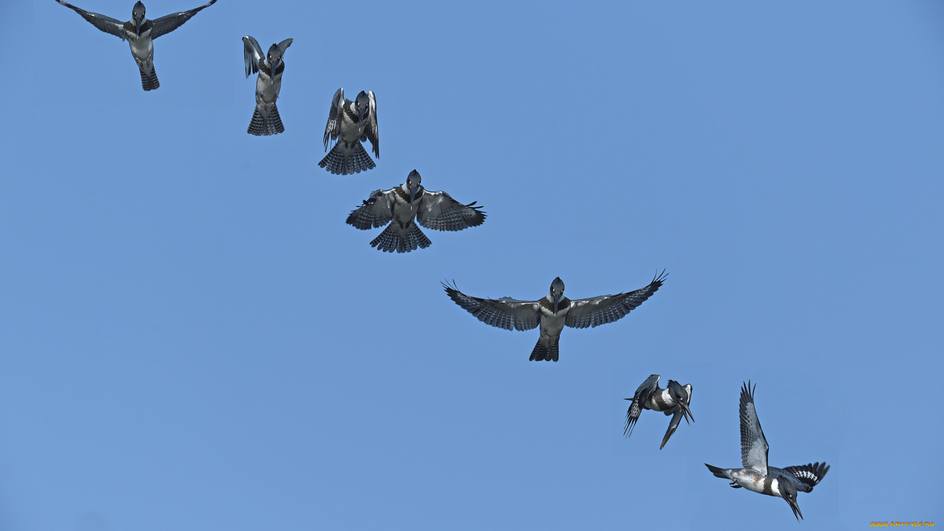 животные, зимородки, птица