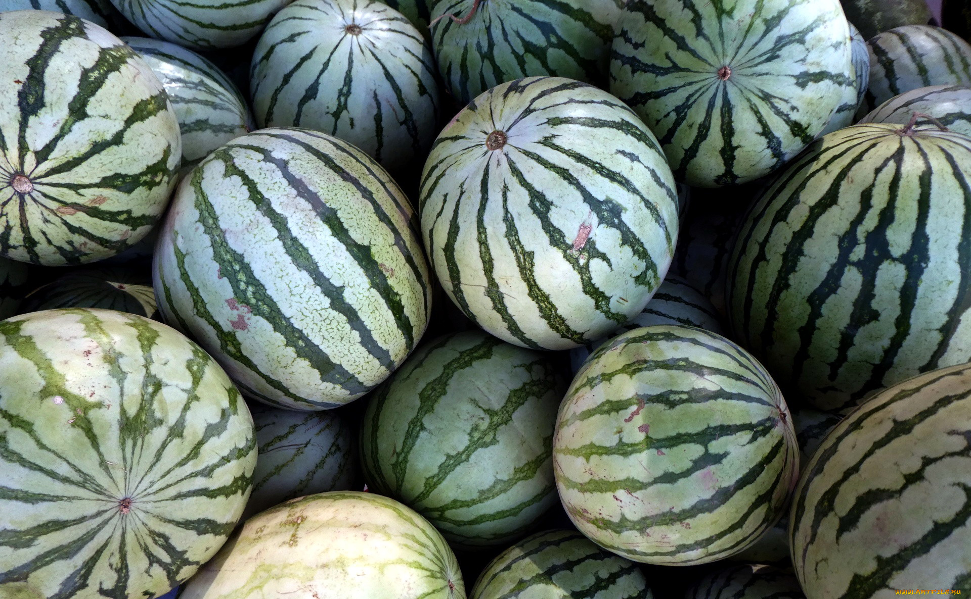 еда, арбуз, урожай