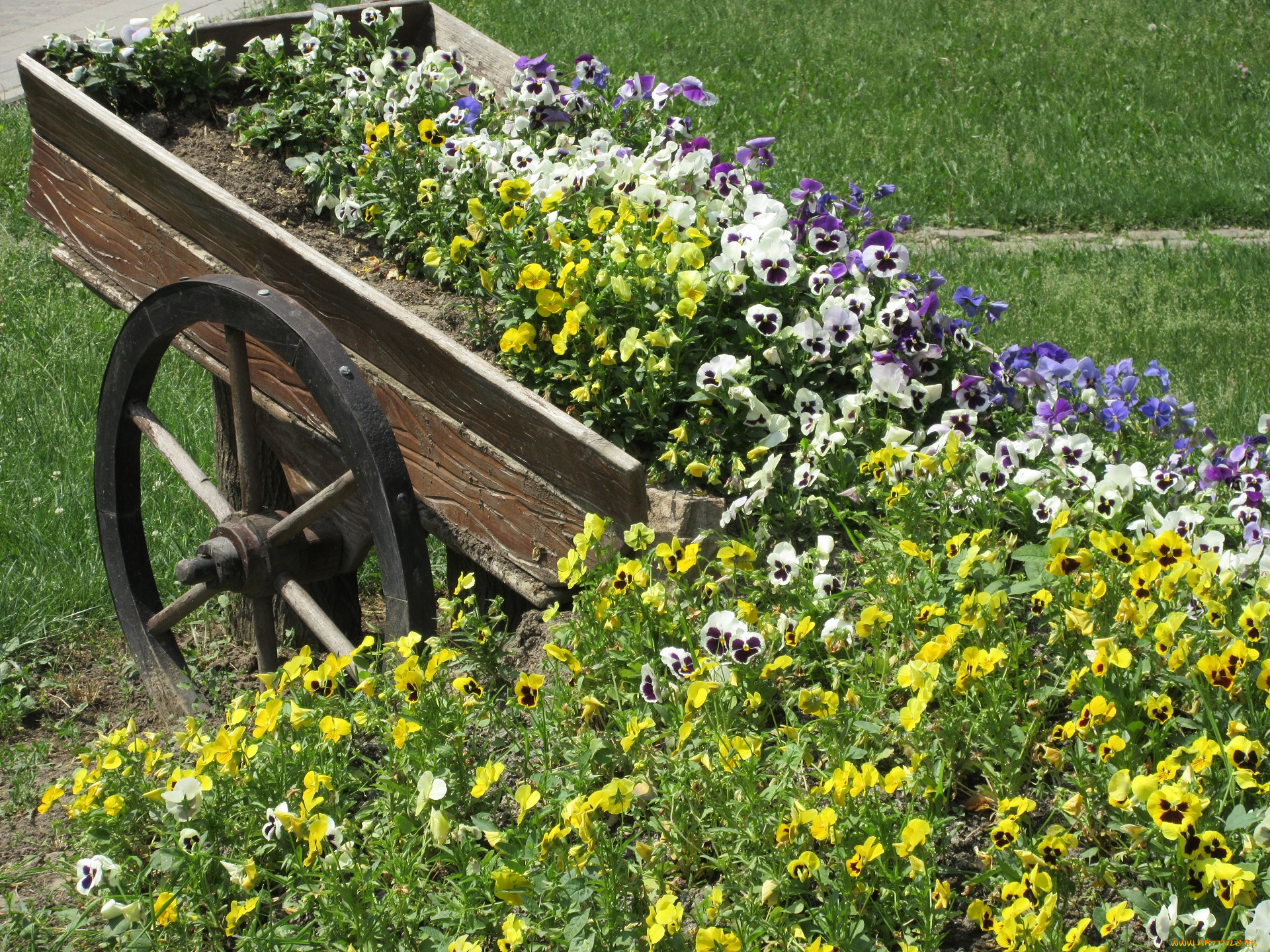 цветы, анютины, глазки, , садовые, фиалки, весна, 2018