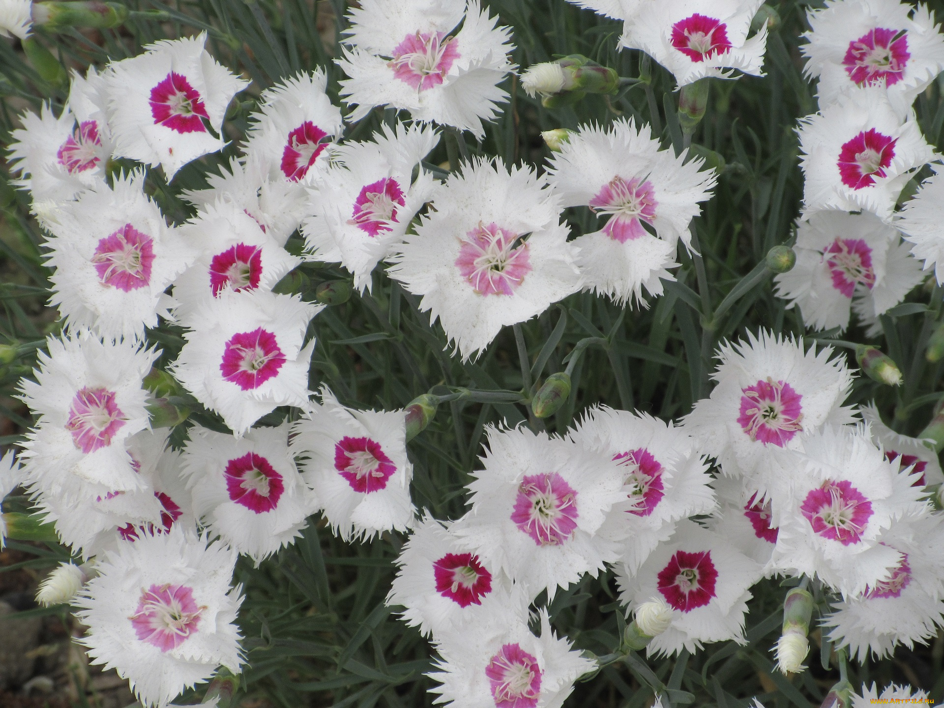 цветы, гвоздики, весна, 2018