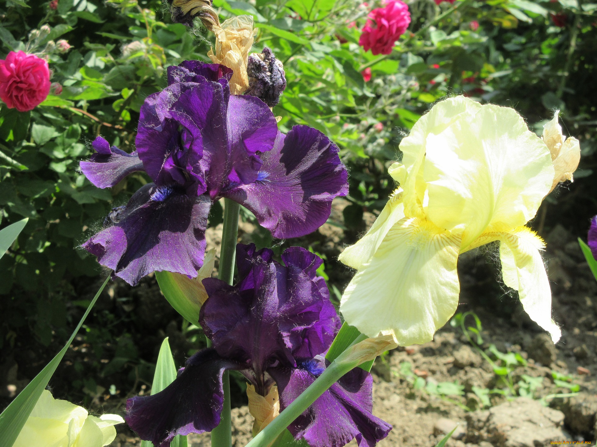 цветы, ирисы, весна, 2018