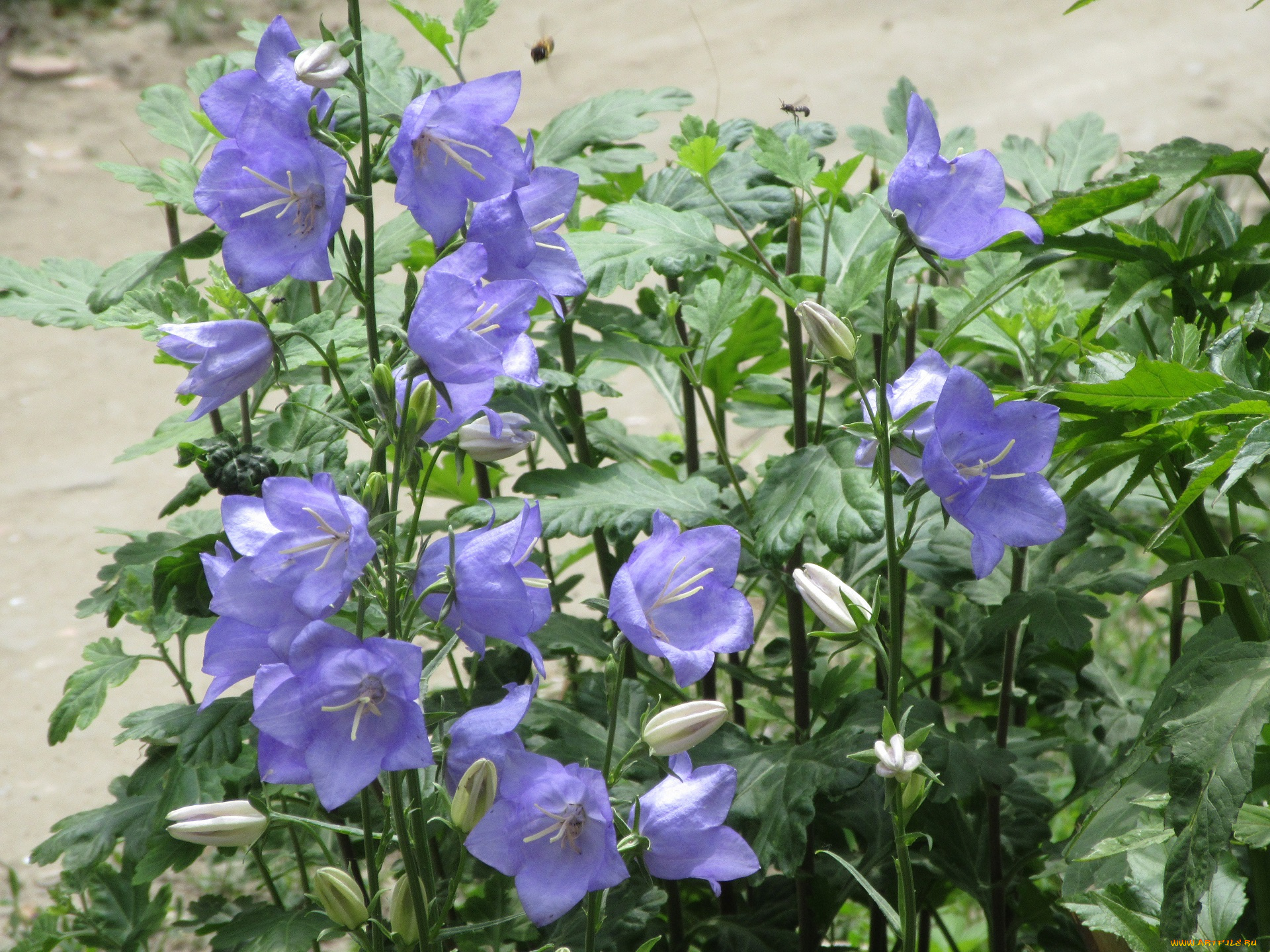 цветы, колокольчики, весна, 2018