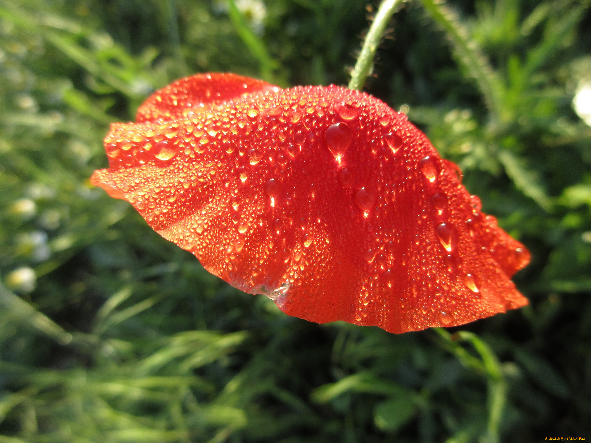 цветы, маки, весна, 2018