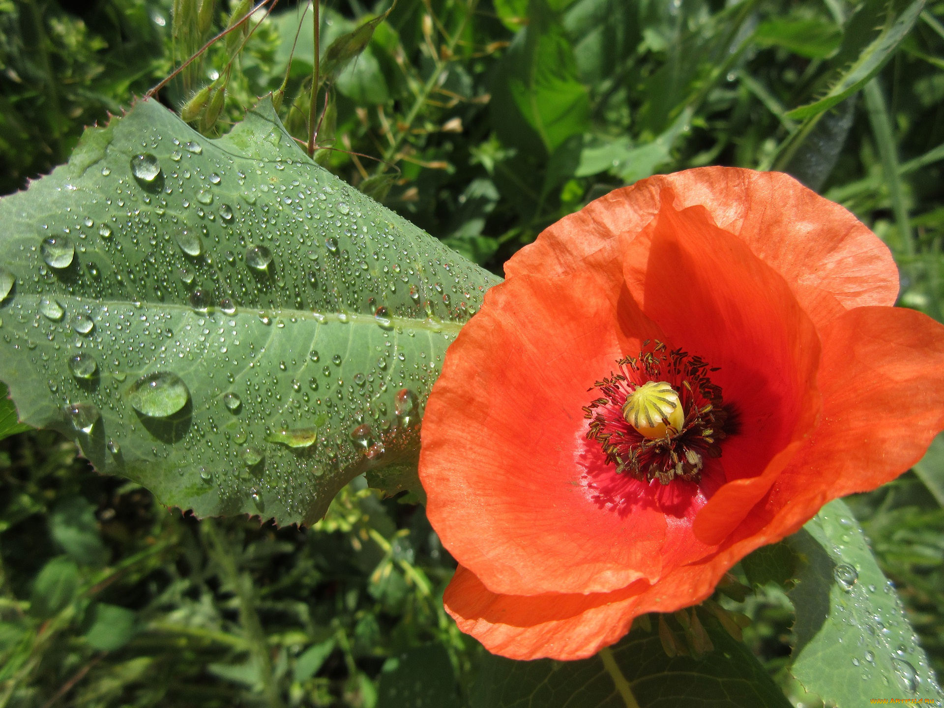 цветы, маки, весна, 2018