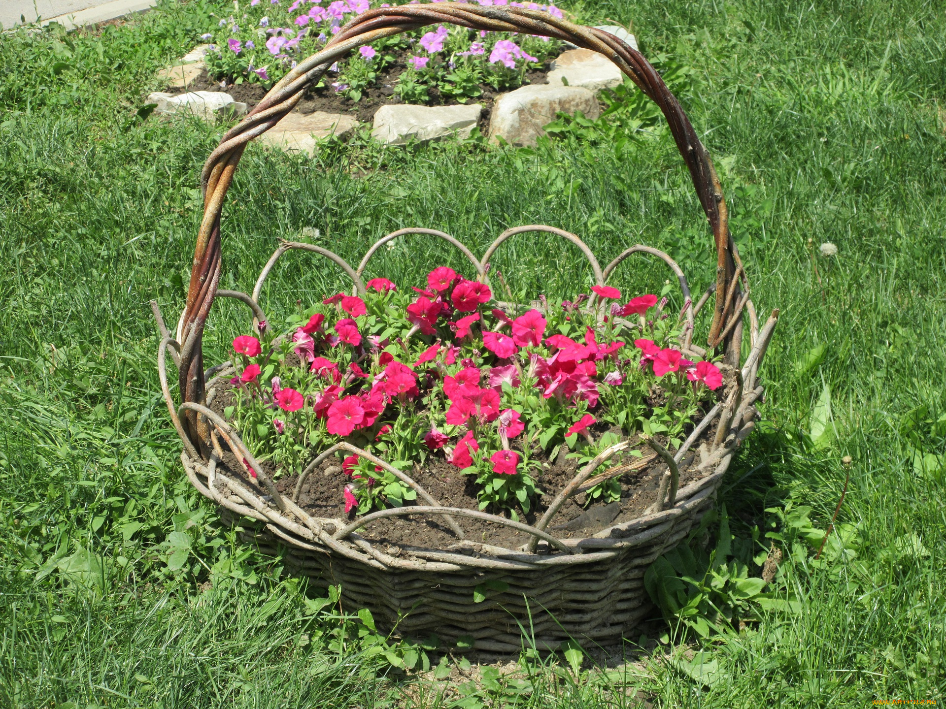 цветы, петунии, , калибрахоа, весна, 2018