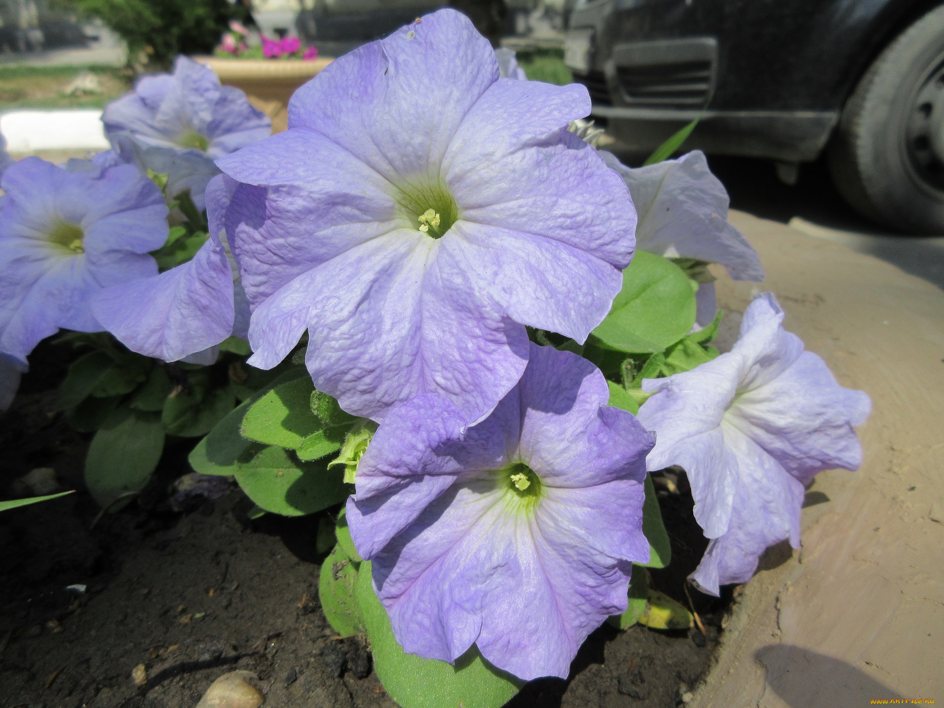 цветы, петунии, , калибрахоа, весна, 2018