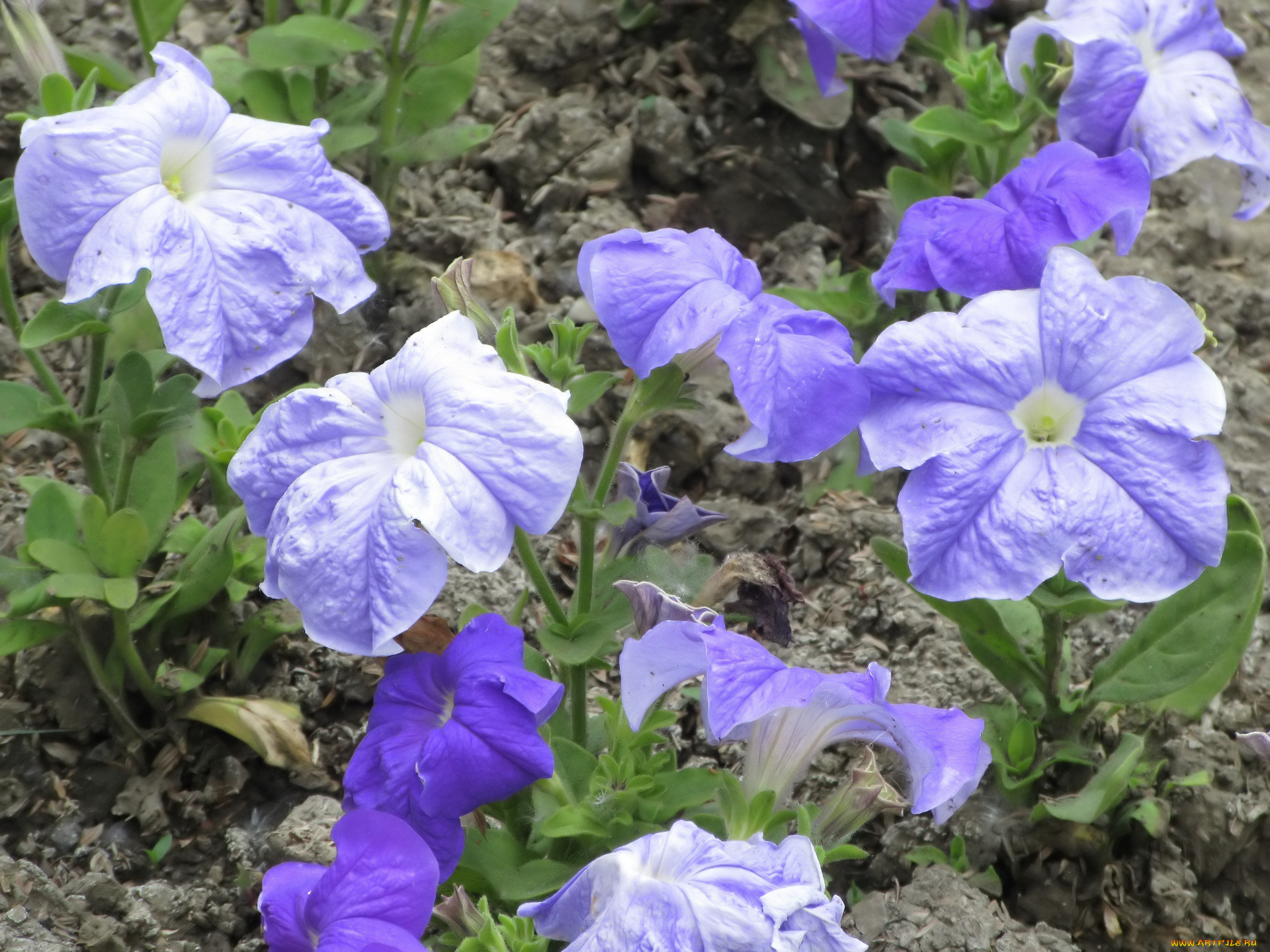 цветы, петунии, , калибрахоа, весна, 2018