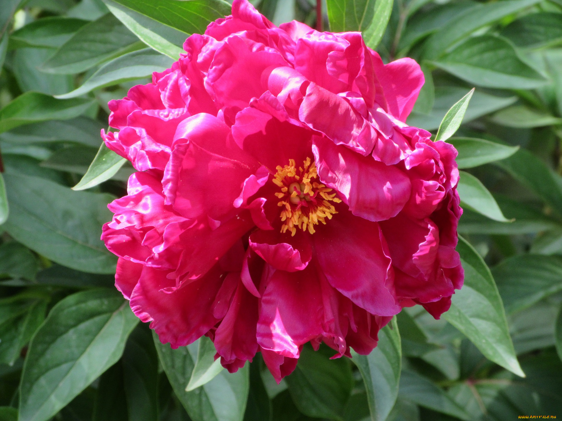 цветы, пионы, весна, 2018