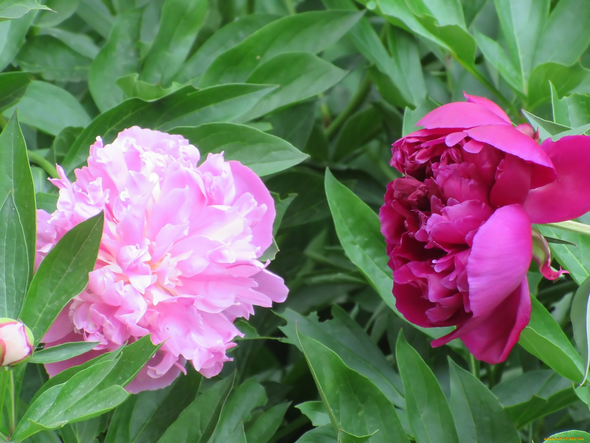 цветы, пионы, весна, 2018
