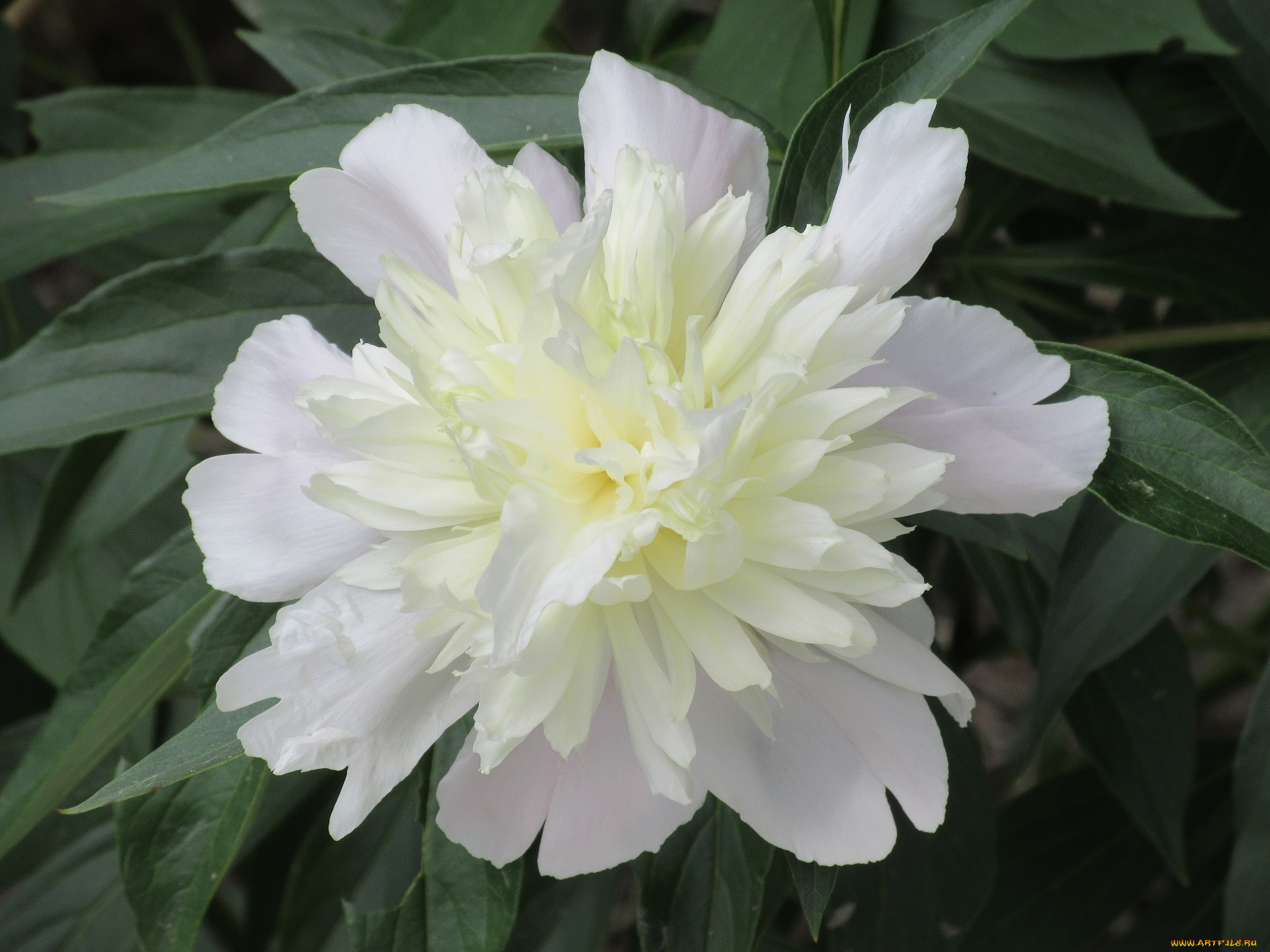 цветы, пионы, весна, 2018