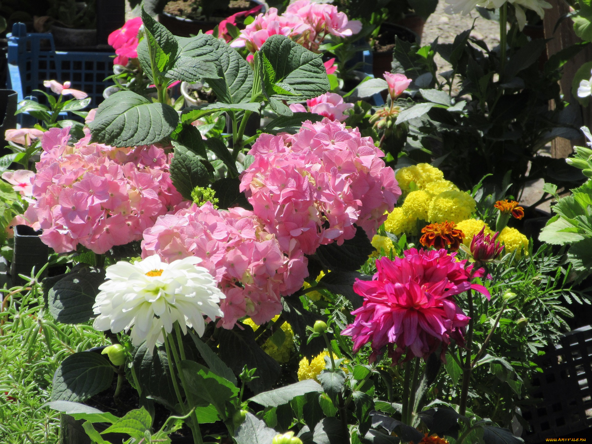 цветы, разные, вместе, весна, 2018