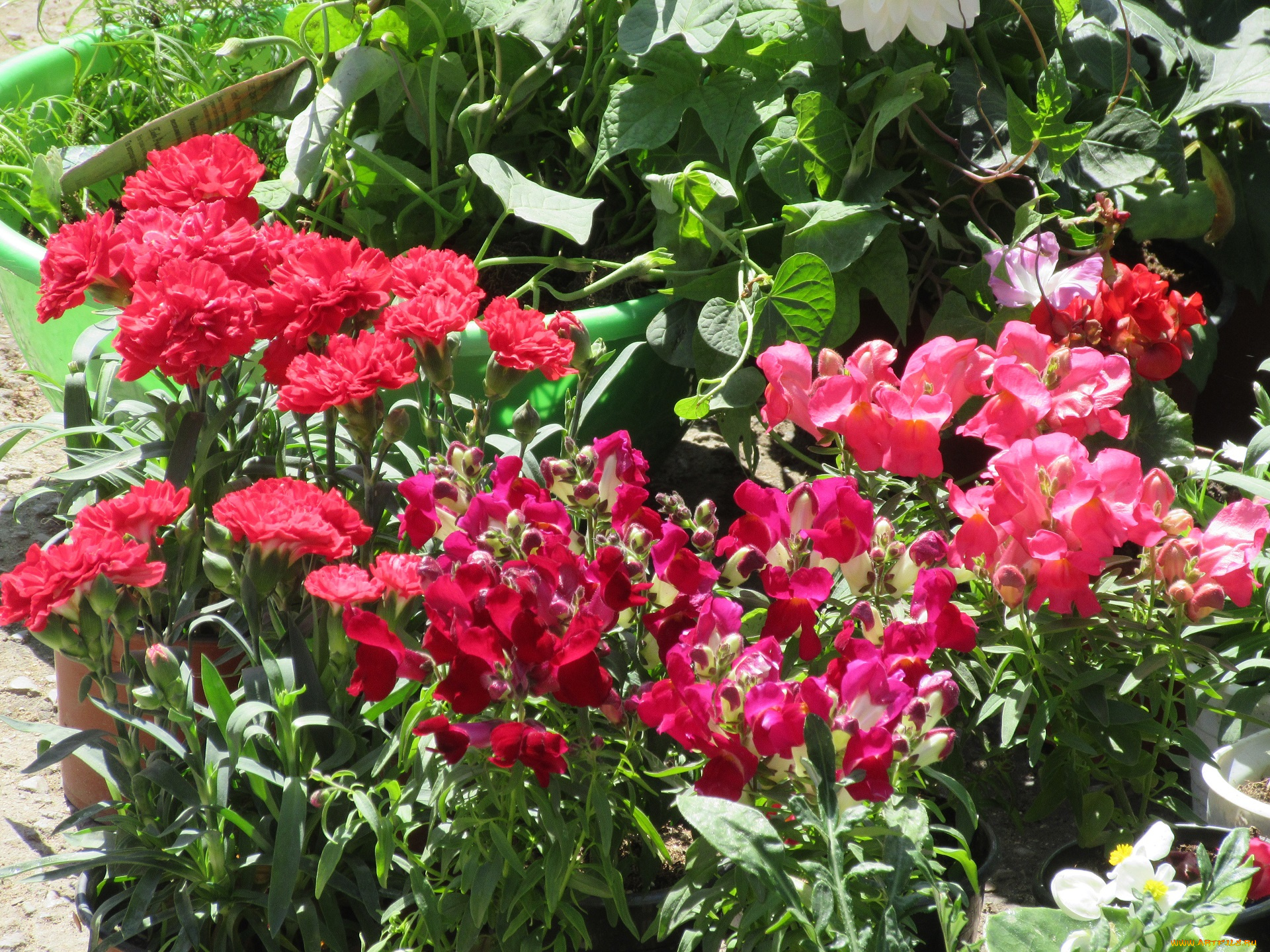 цветы, разные, вместе, весна, 2018