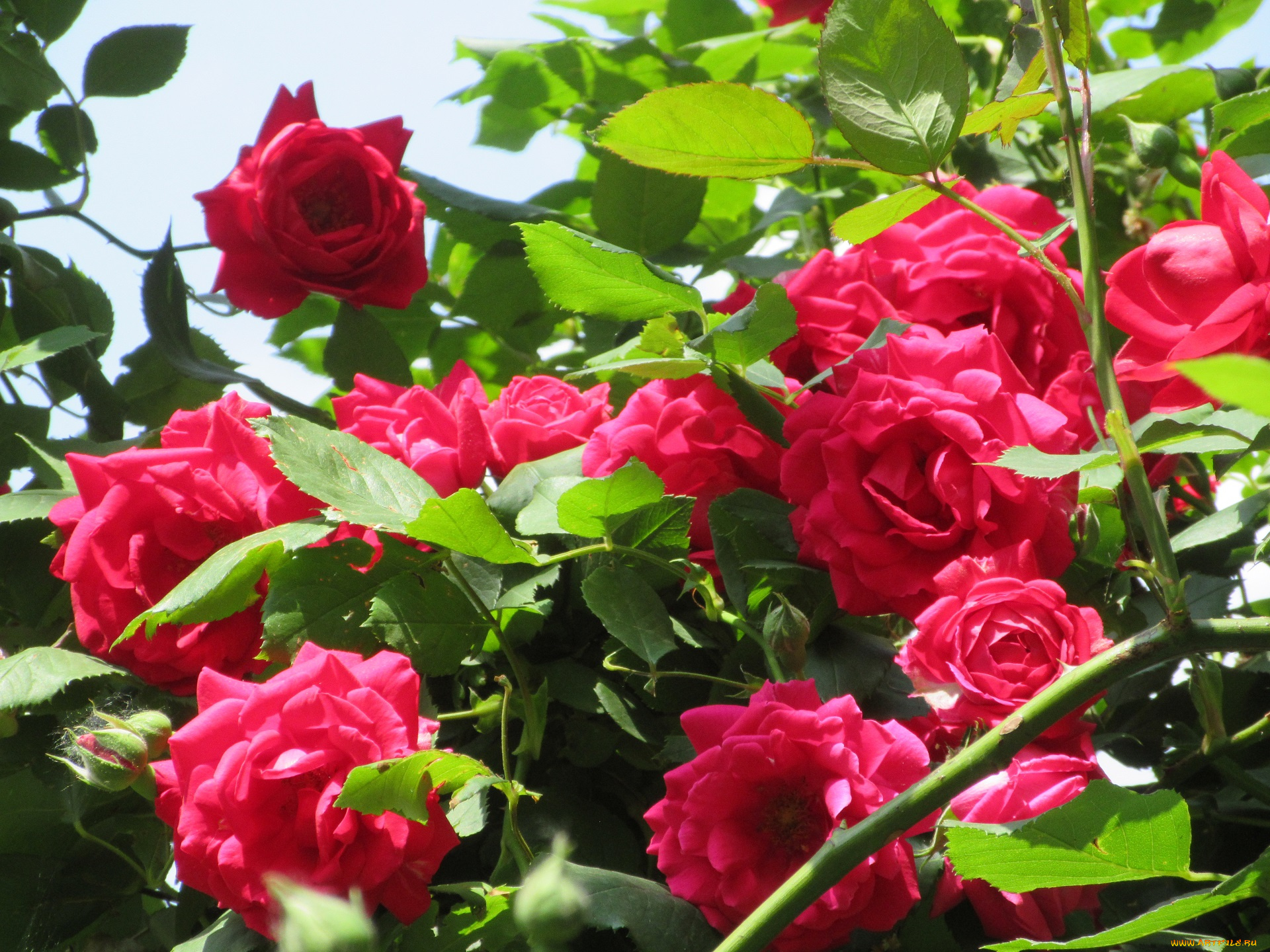 цветы, розы, весна, 2018