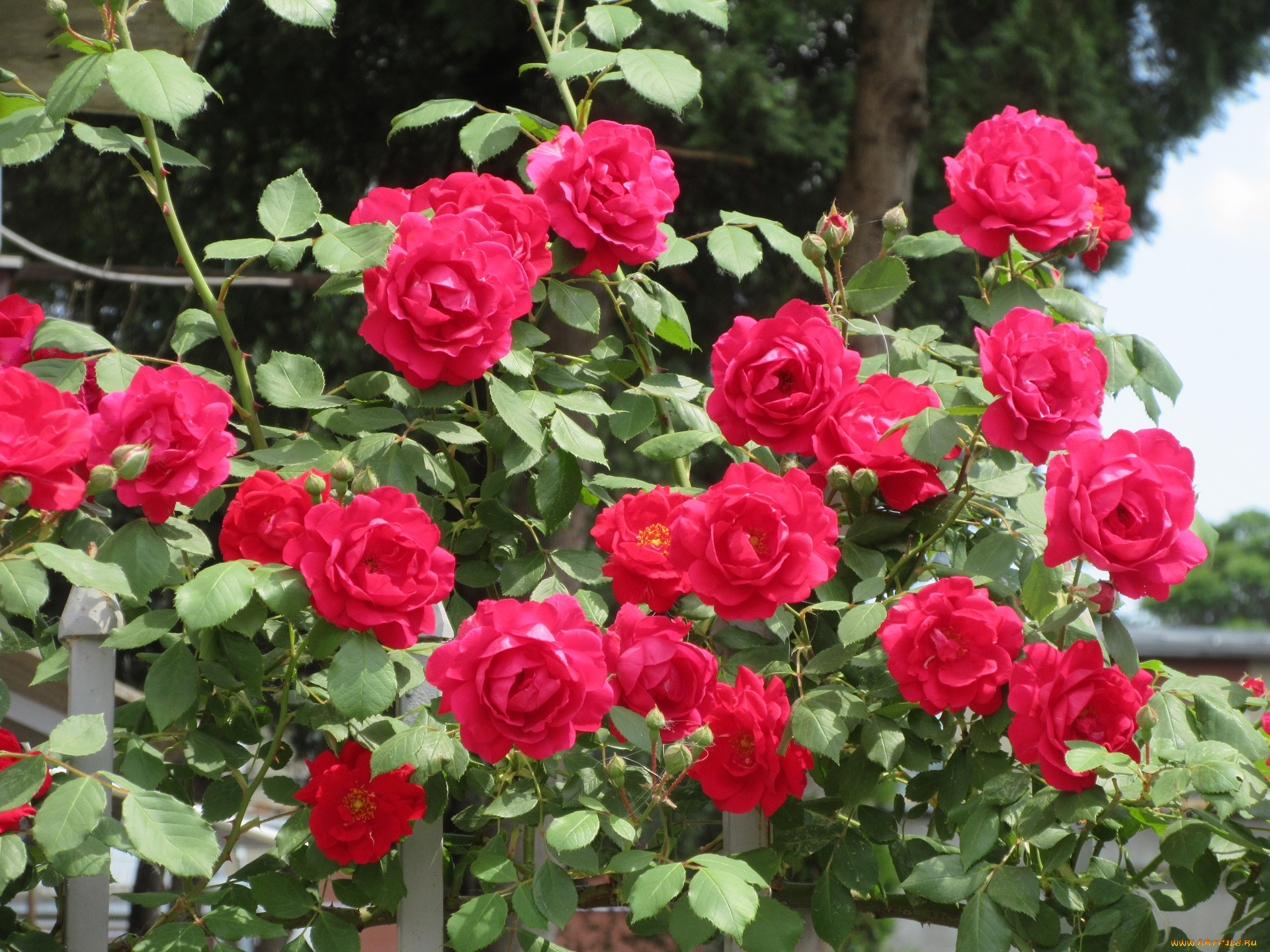 цветы, розы, весна, 2018