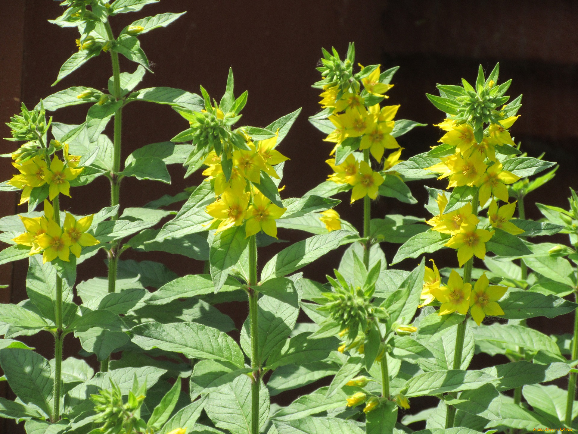 цветы, весна, 2018