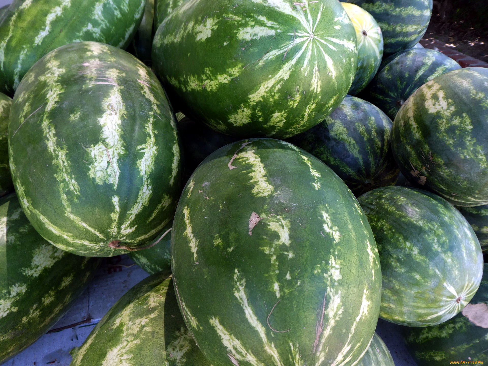 еда, арбуз, урожай