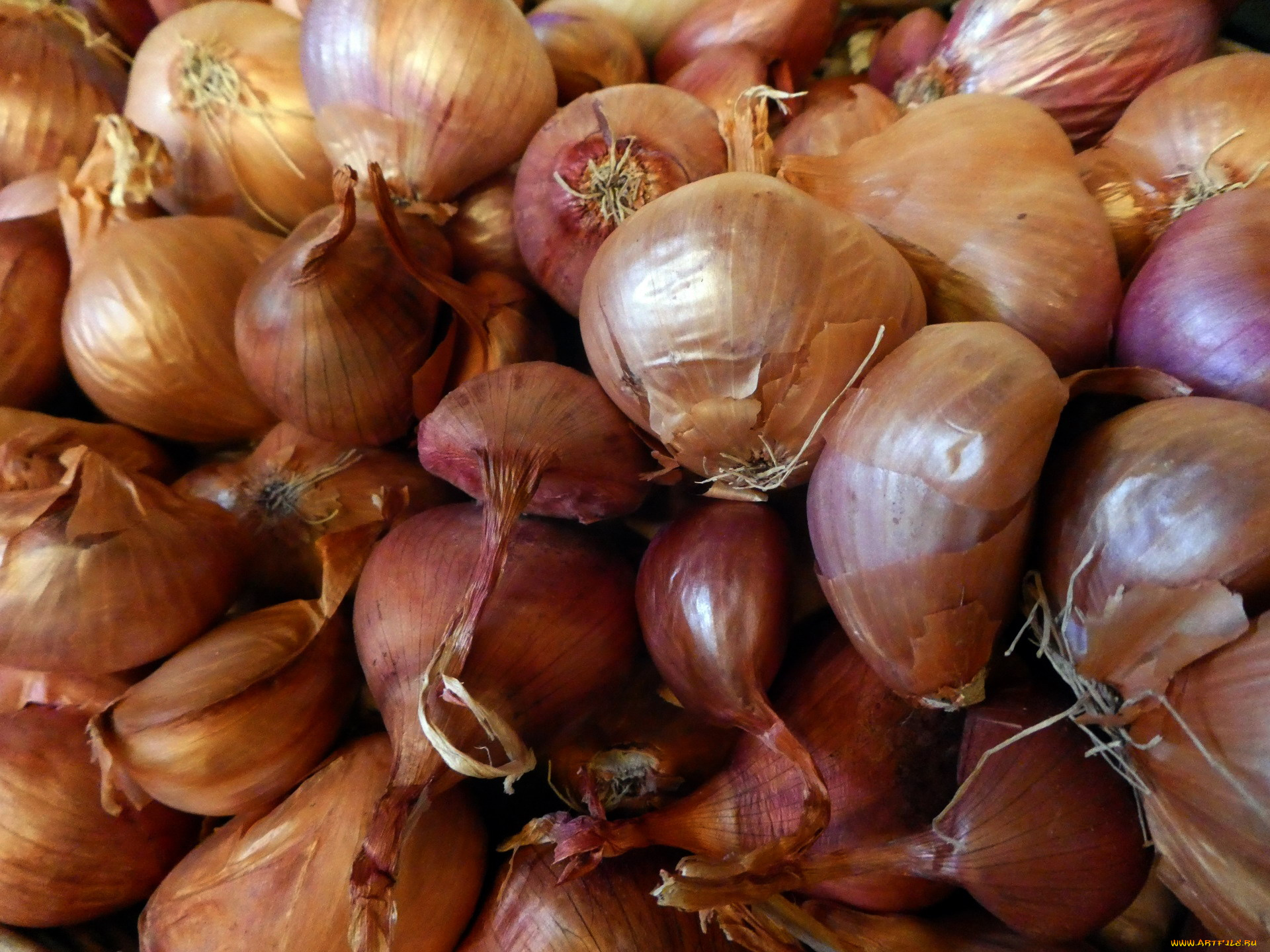 еда, лук, репчатый