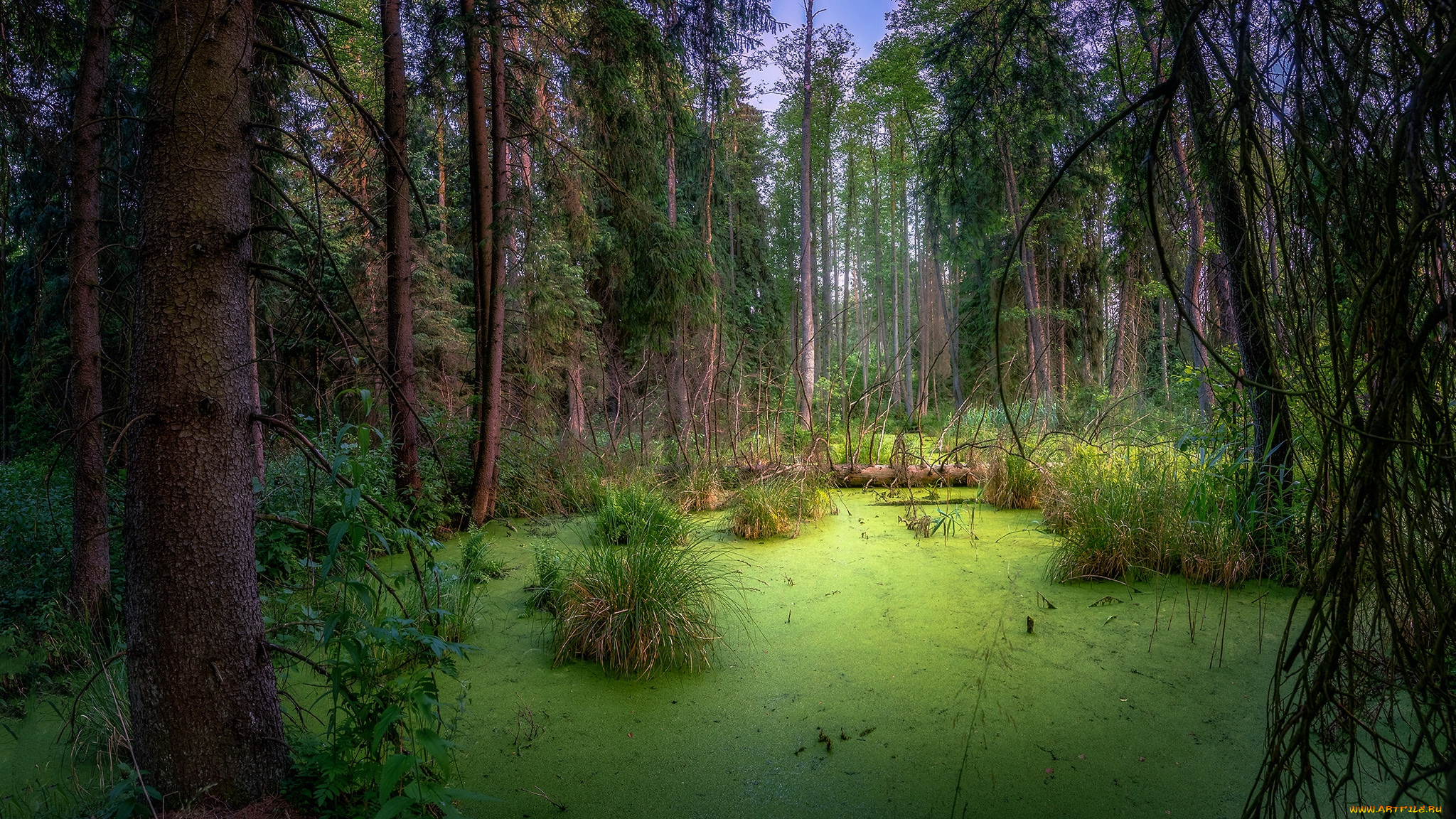 природа, лес, простор