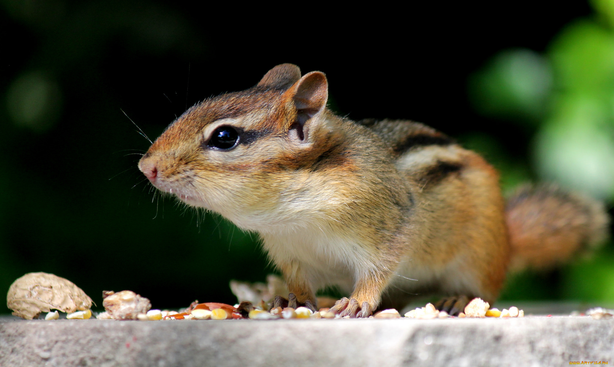 животные, бурундуки, белка